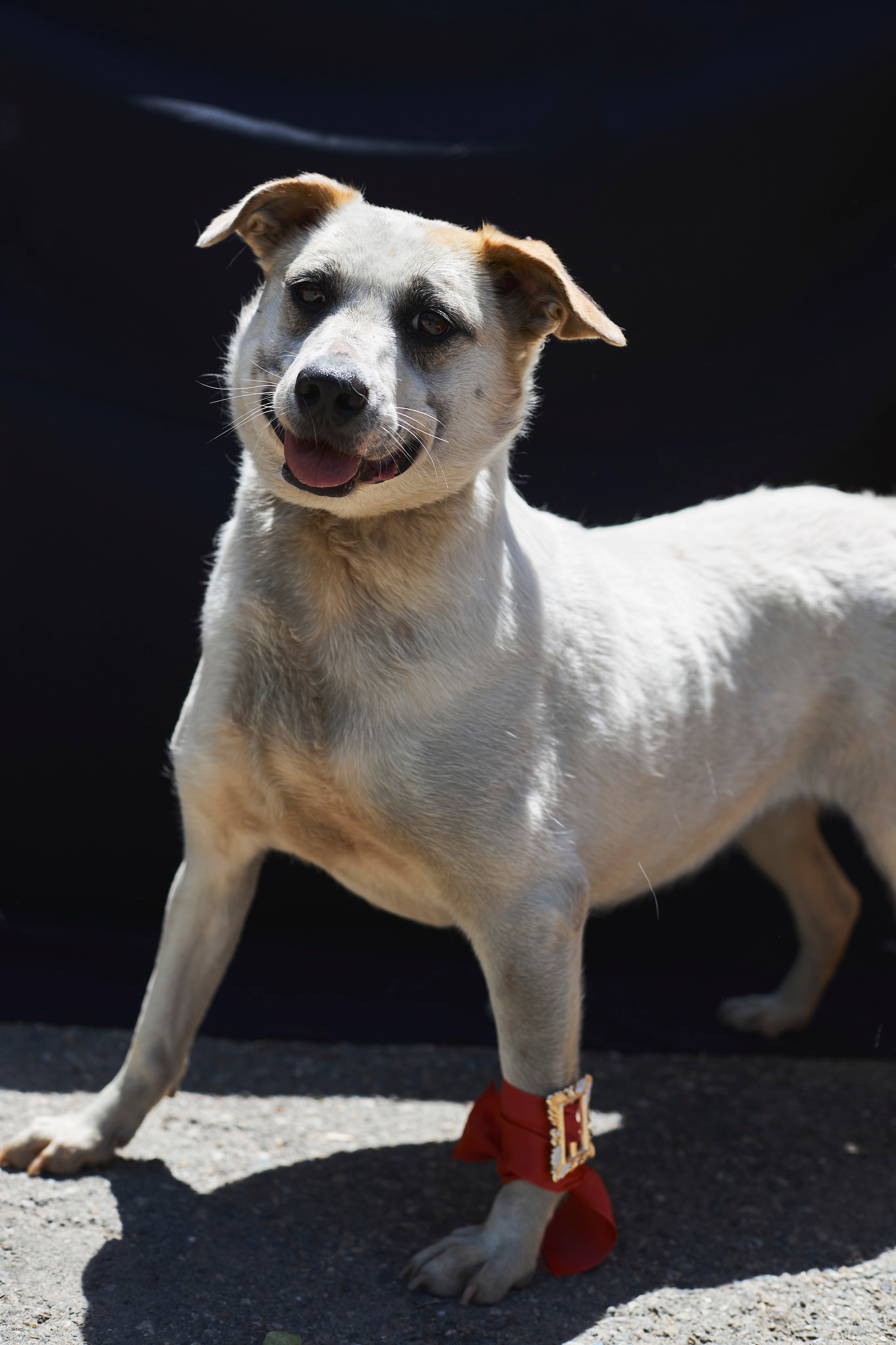 Милашка Подлиза -  Собака из приюта "Лучший друг" г. Ставрополь