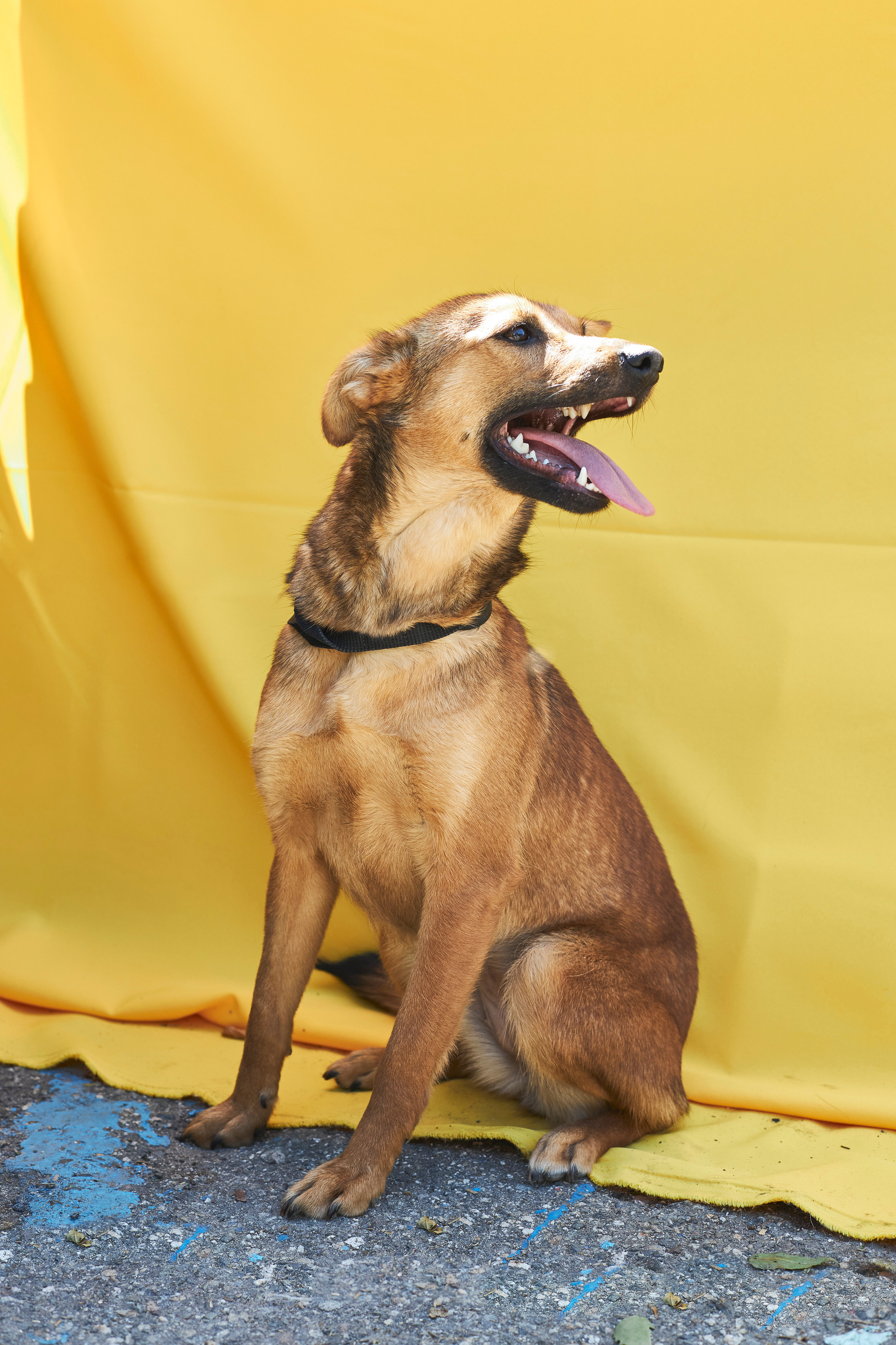 Портреты собак из приюта в г. Ставрополь. Анна Потявина. Фотограф Москва