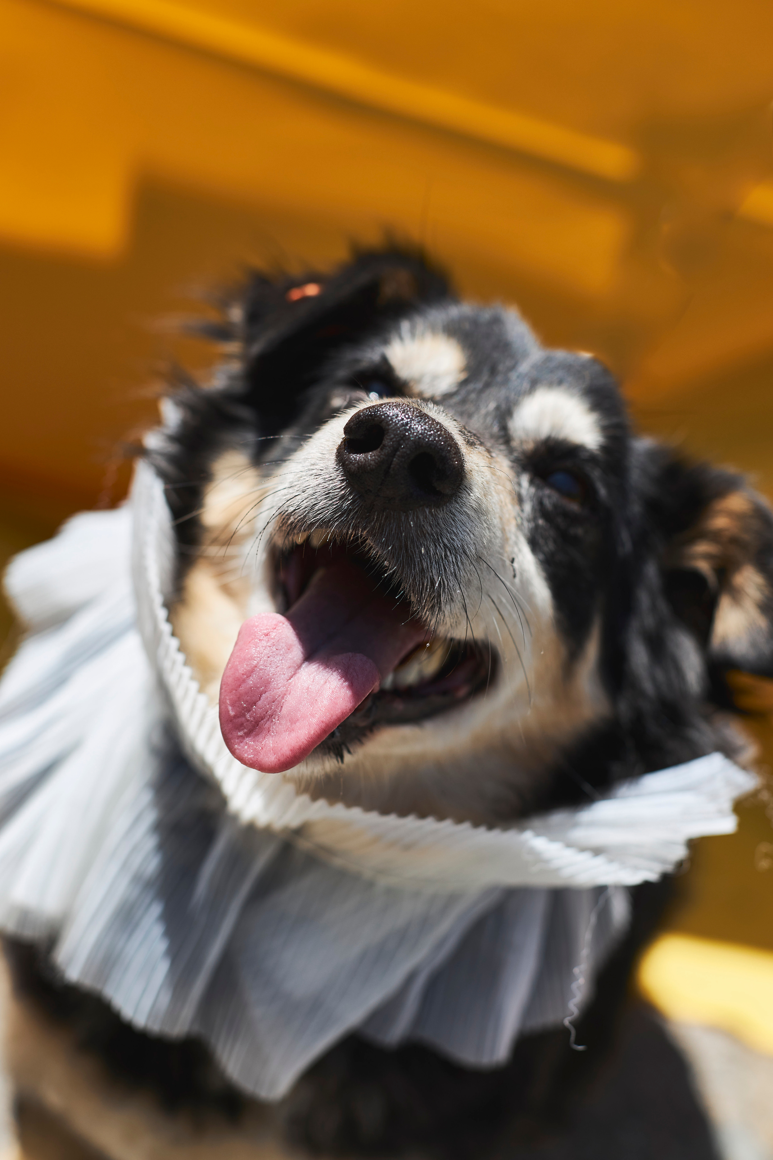 Портреты собак из приюта в г. Ставрополь. Анна Потявина. Фотограф Москва