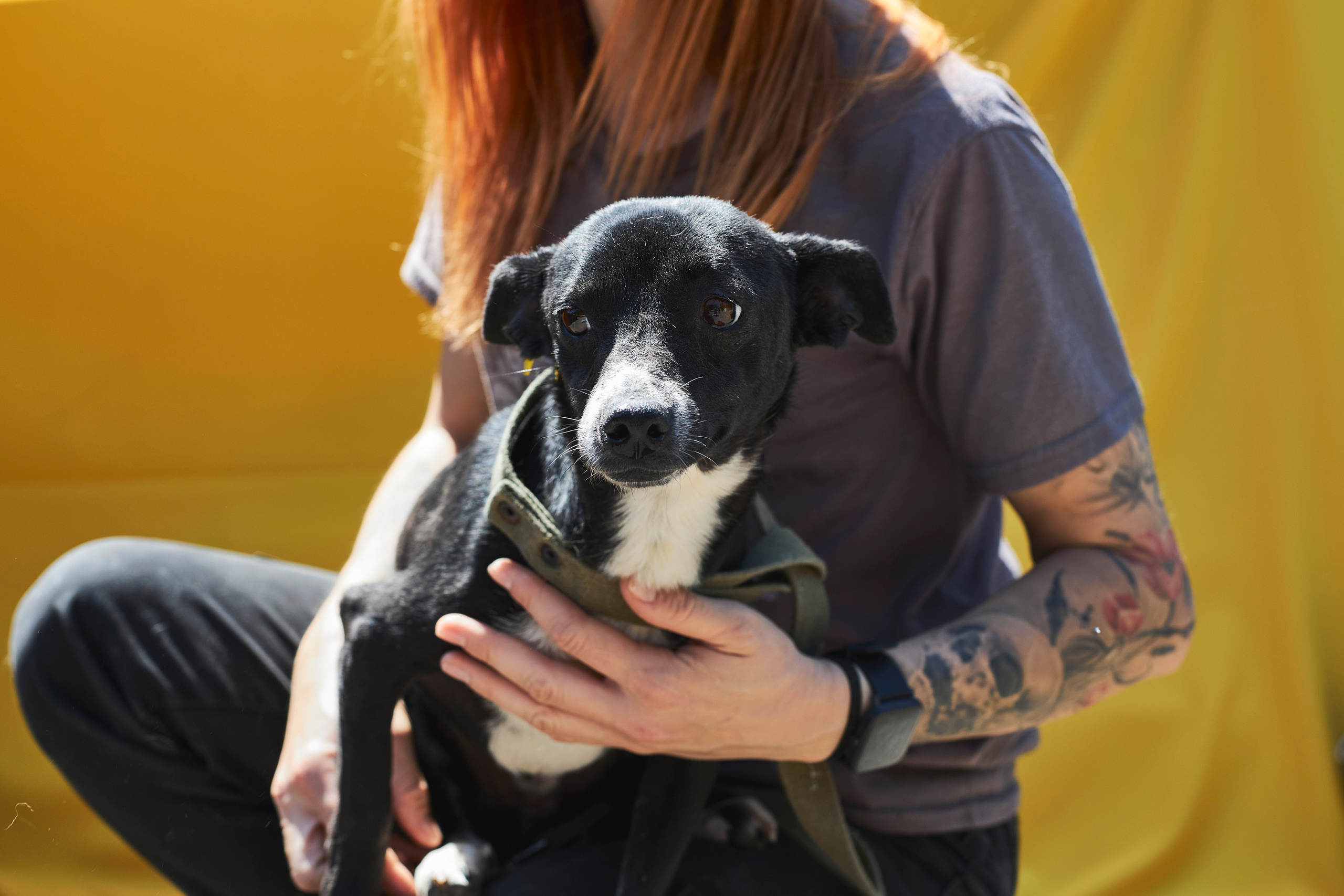 Портреты собак из приюта в г. Ставрополь. Анна Потявина. Фотограф Москва