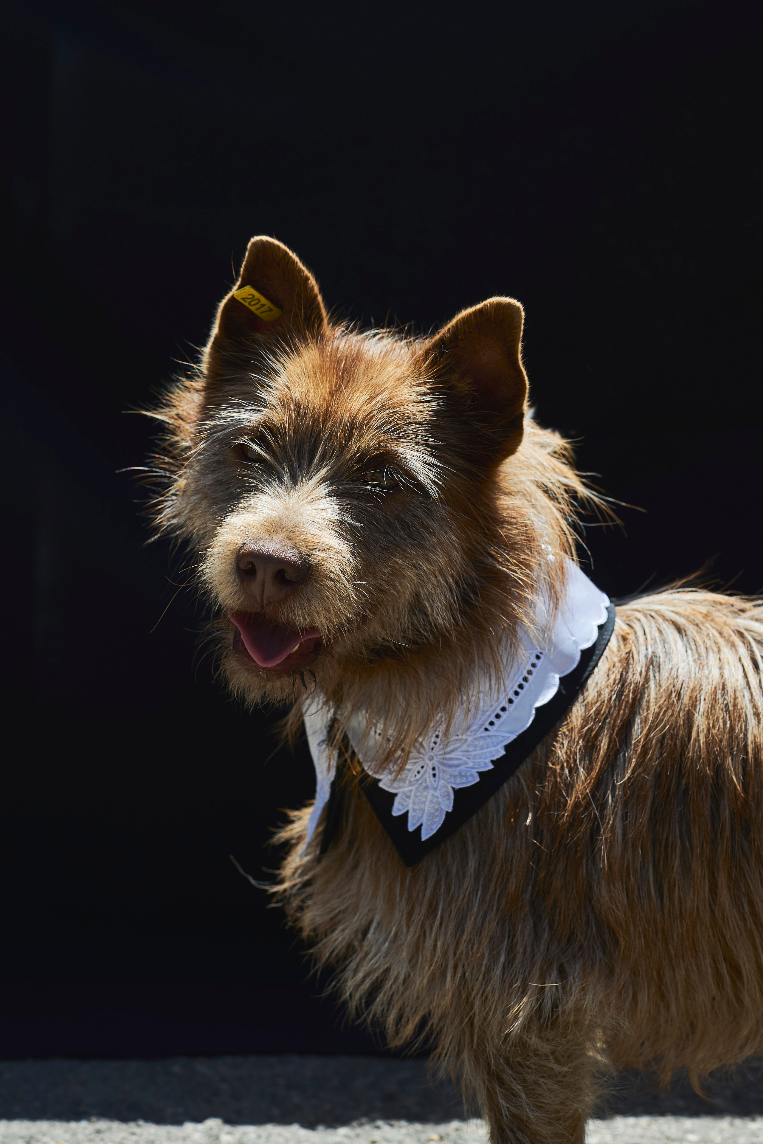 Господин Портос - пёс из приюта "Лучший друг" г. Ставрополь