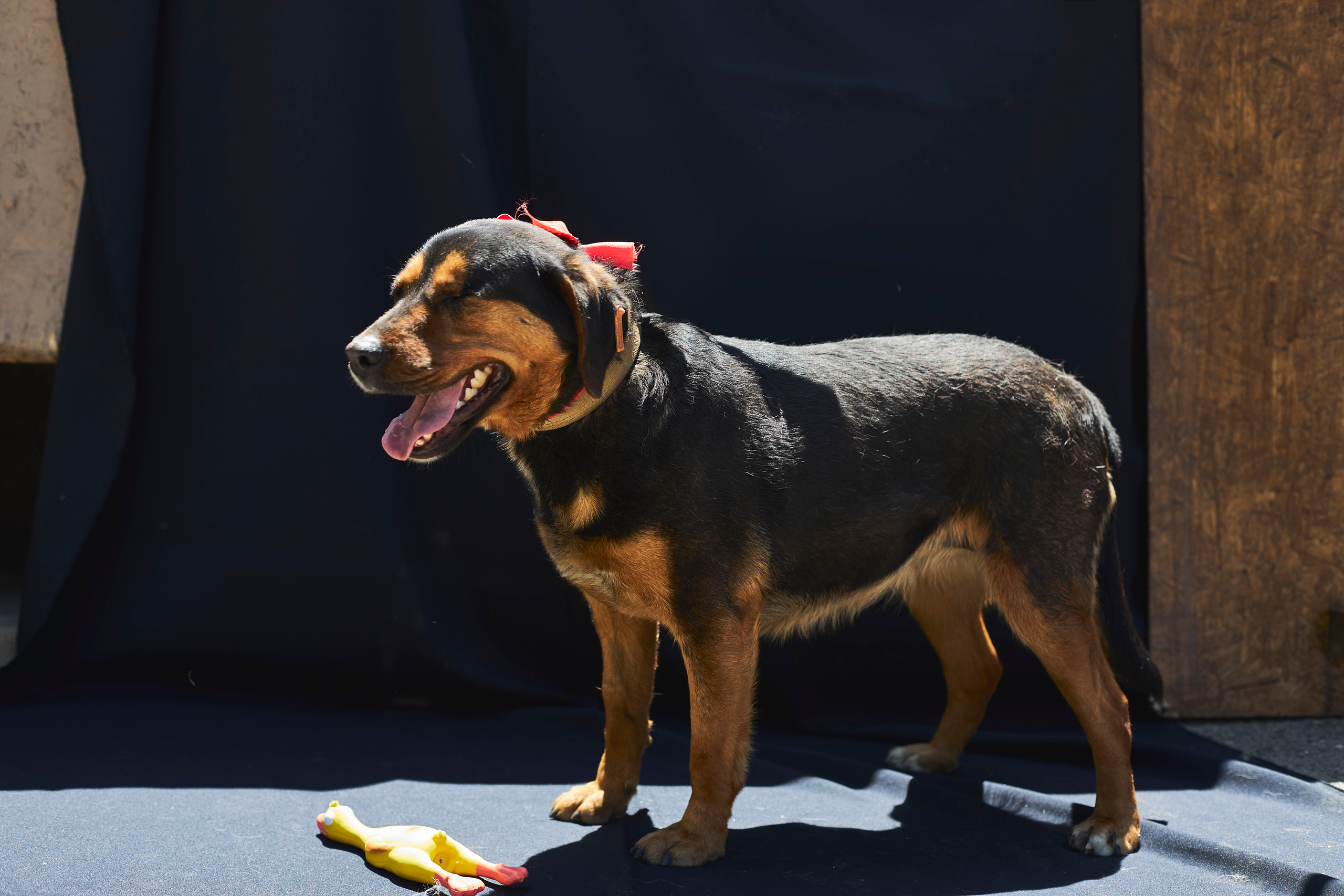 Портреты собак из приюта в г. Ставрополь. Анна Потявина. Фотограф Москва