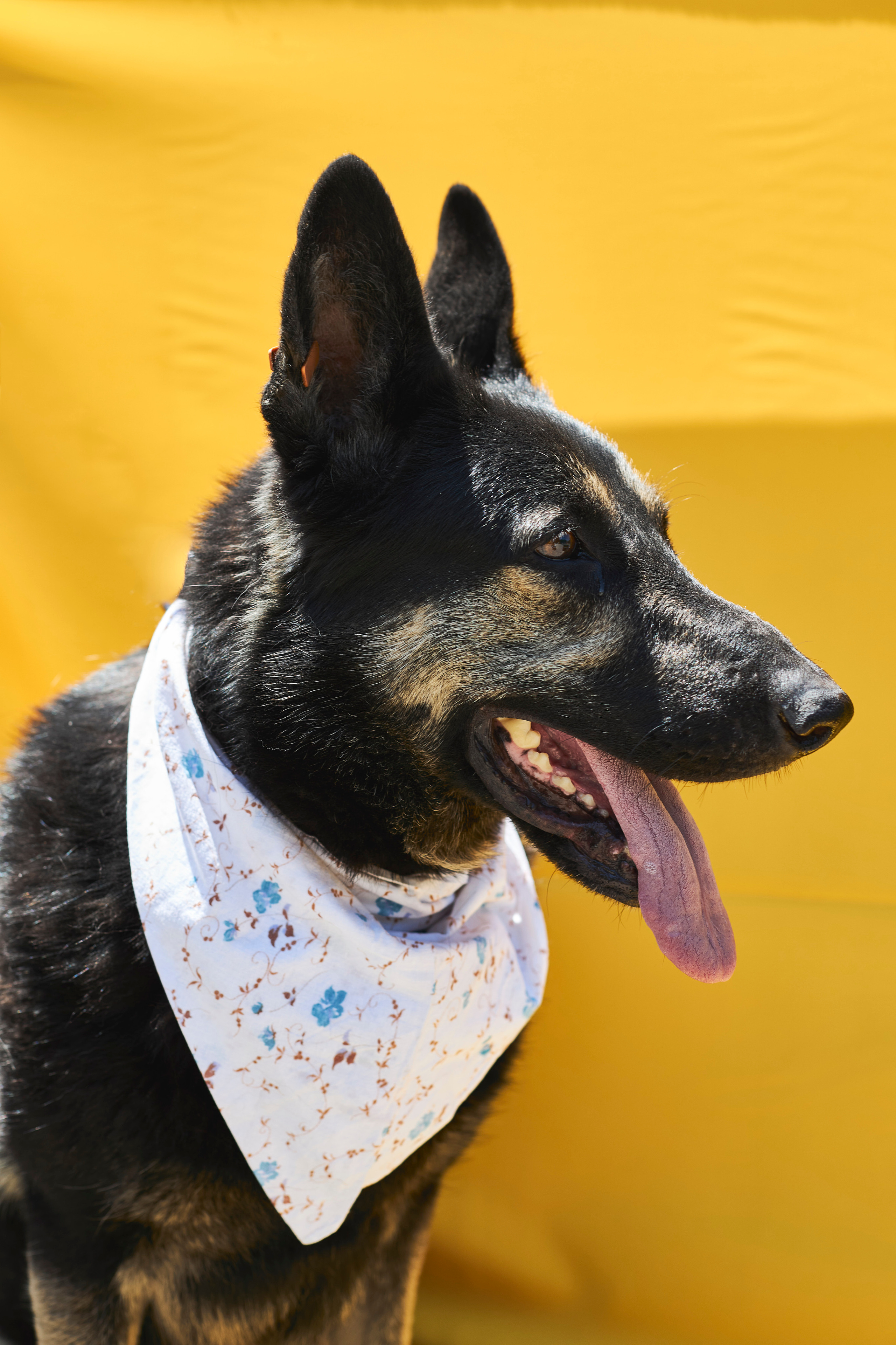 Альфа - Собака из приюта "Лучший друг" г. Ставрополь