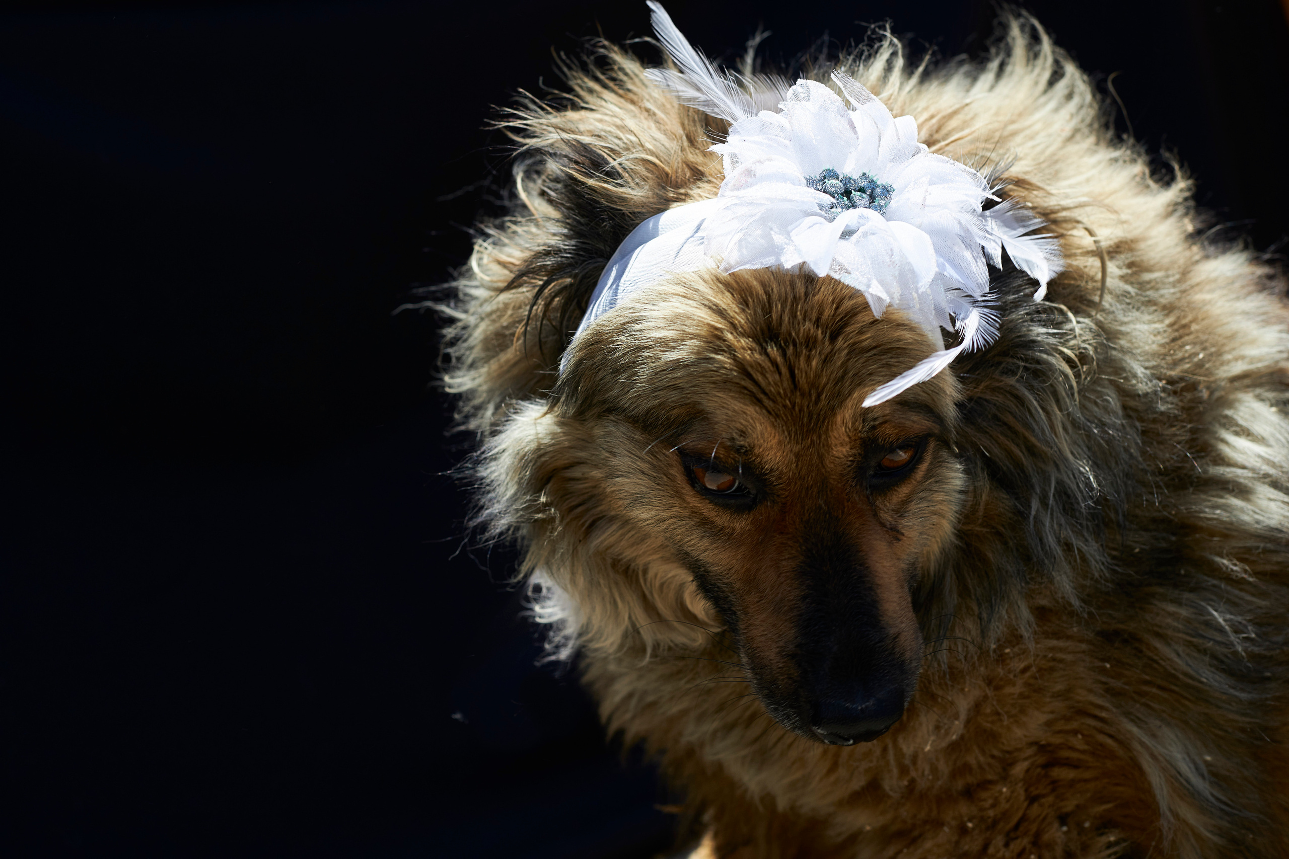 Красотка Женевьева -  Собака из приюта "Лучший друг" г. Ставрополь