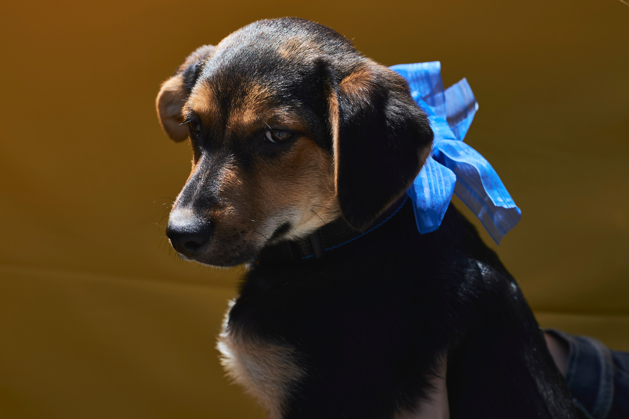 Портреты собак из приюта в г. Ставрополь. Анна Потявина. Фотограф Москва