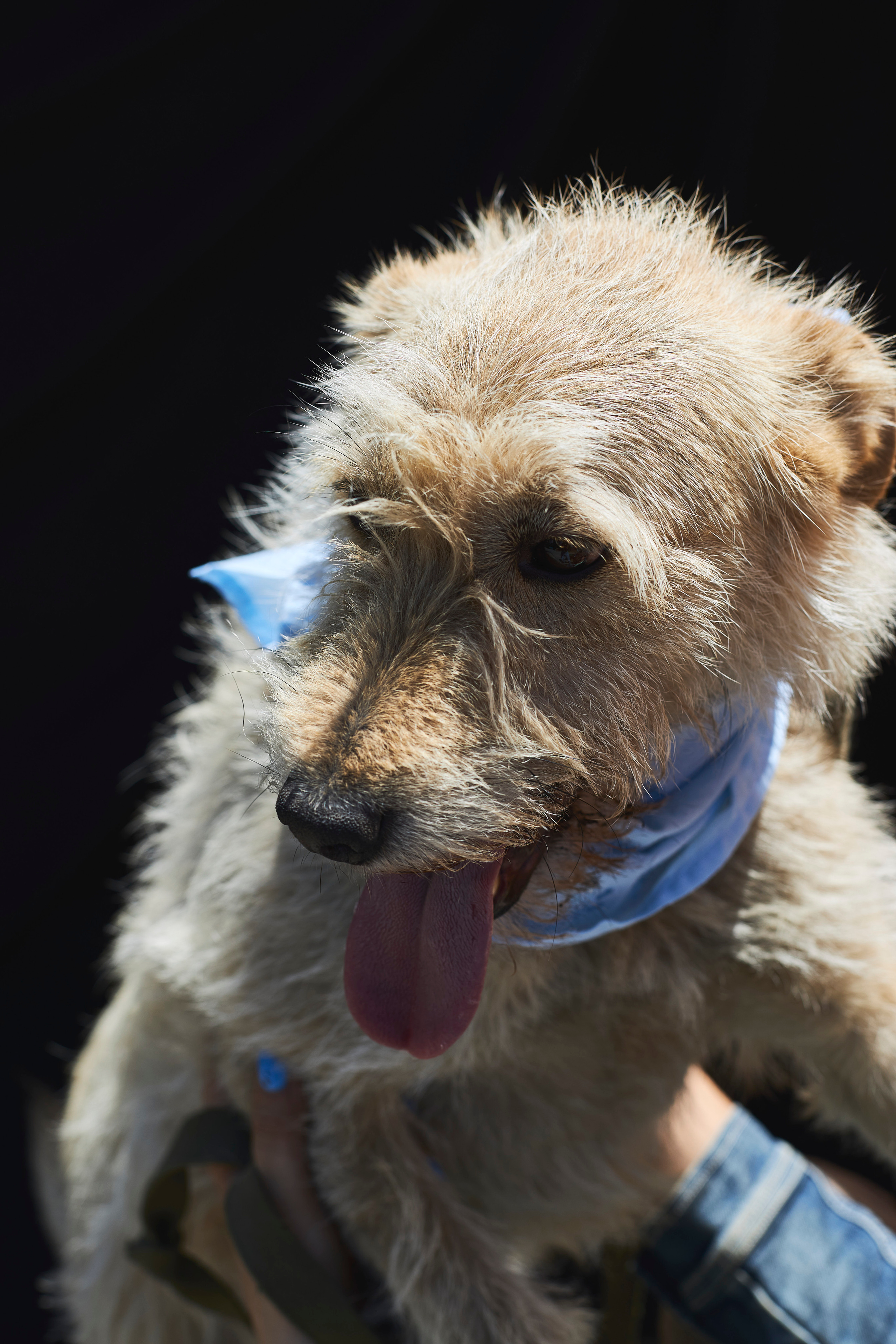 Портреты собак из приюта в г. Ставрополь. Анна Потявина. Фотограф Москва