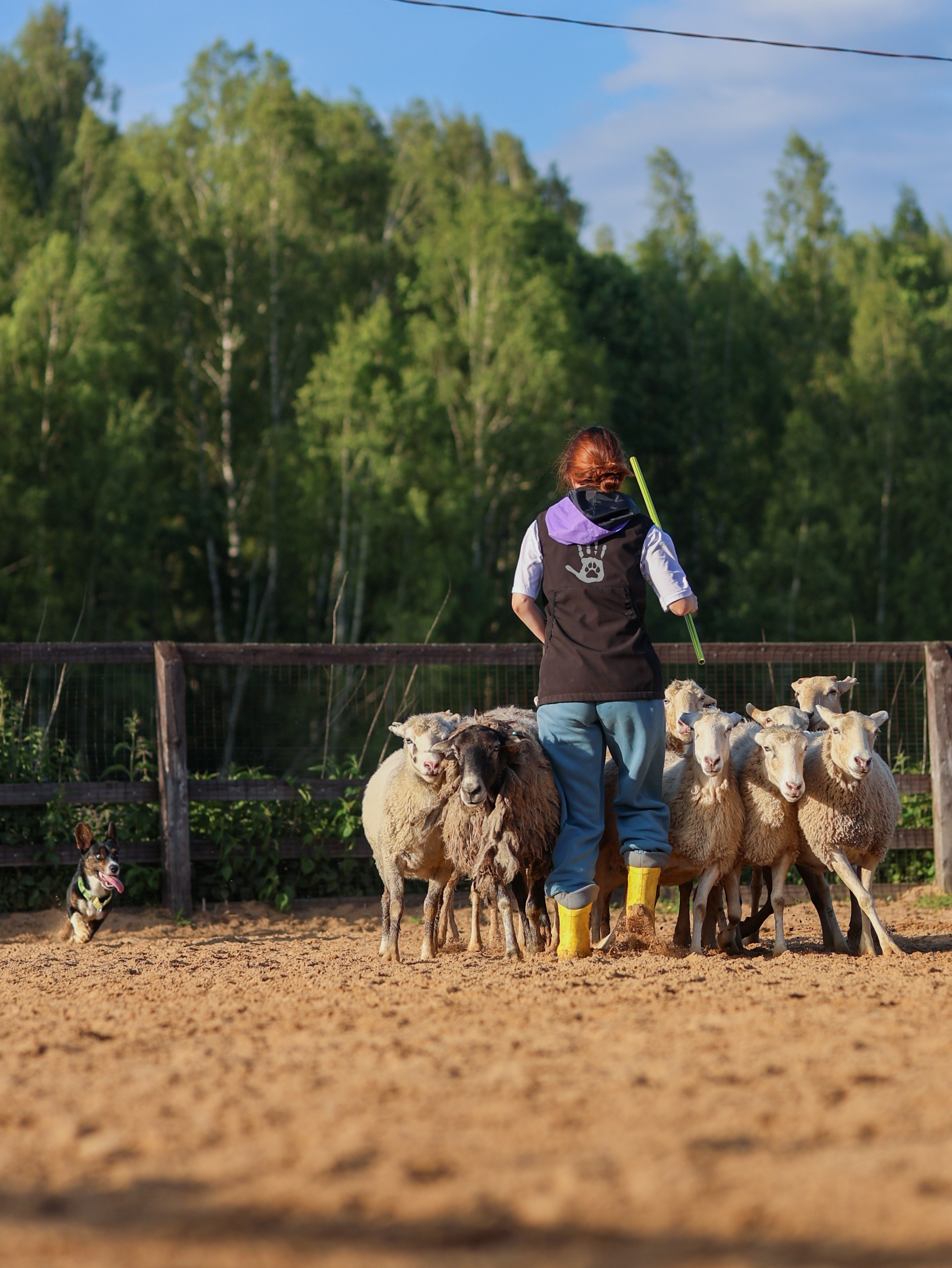 Пастьба. Фотограф-анималист в Москве Кириллова Татьяна