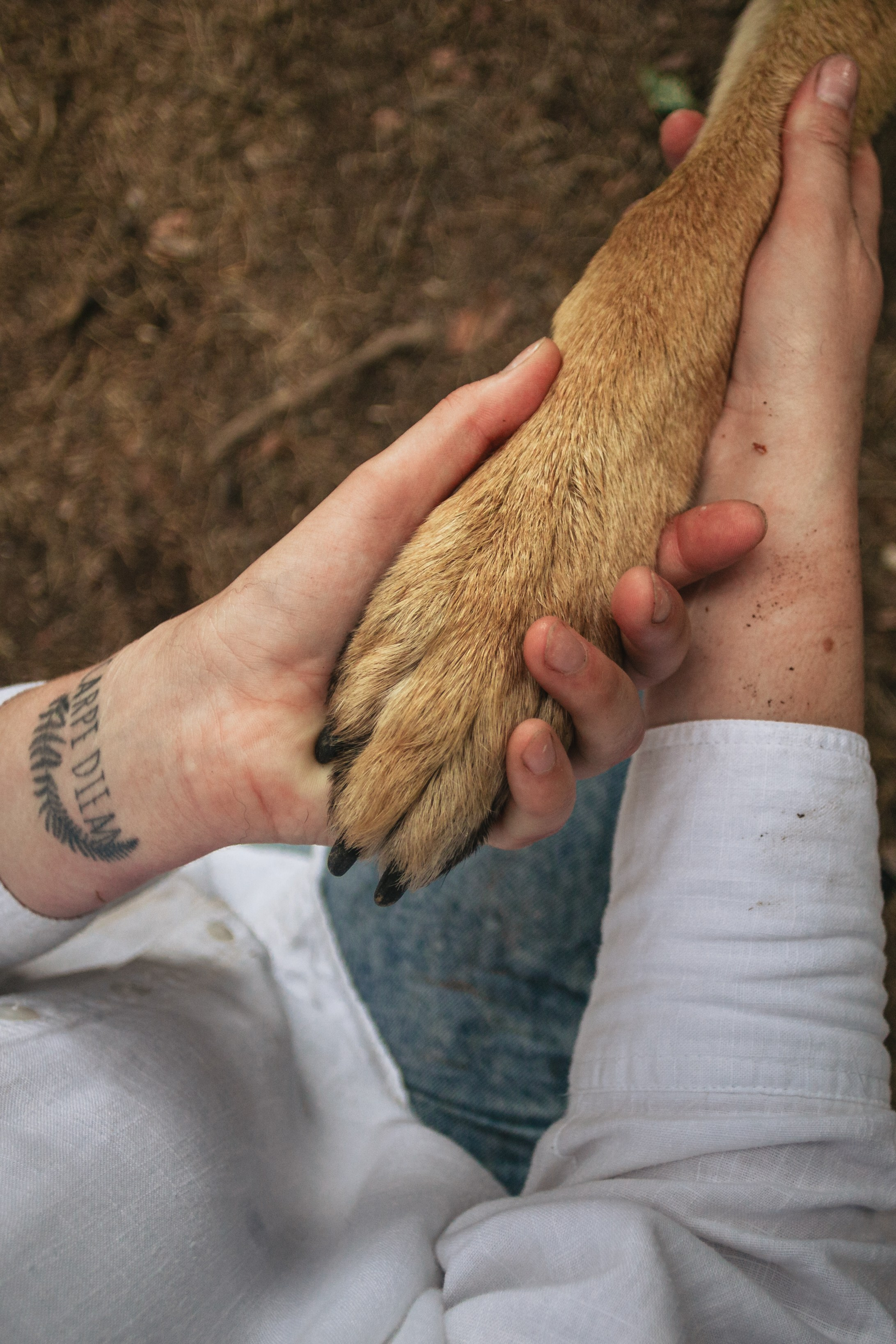Лесная летняя фотопрогулка. Фотограф-анималист Татьяна Степанова