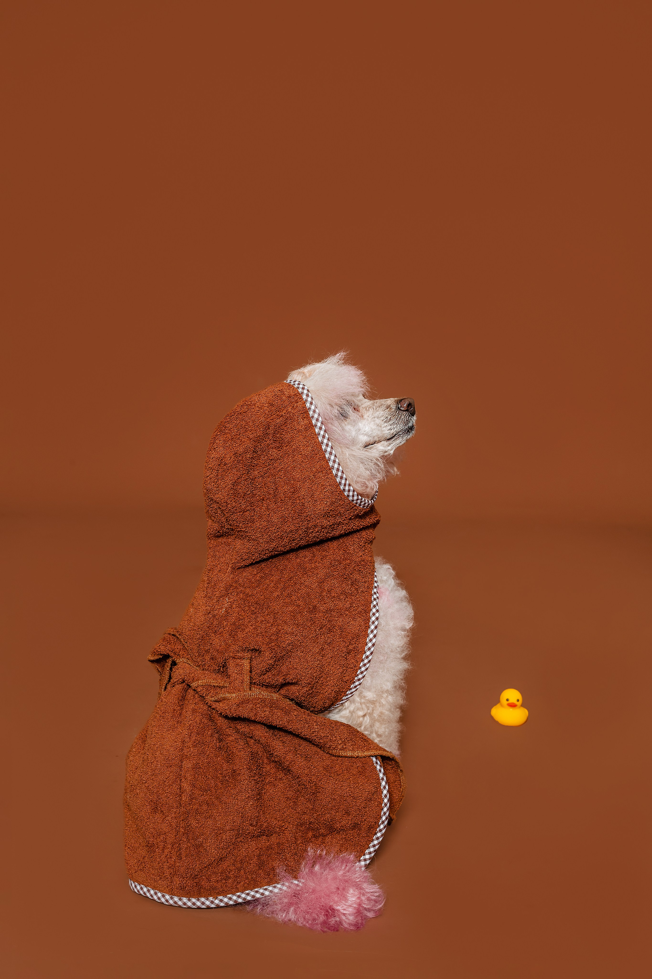 Съемка для бренда TEDDYBOY. Фотограф-анималист Татьяна Степанова