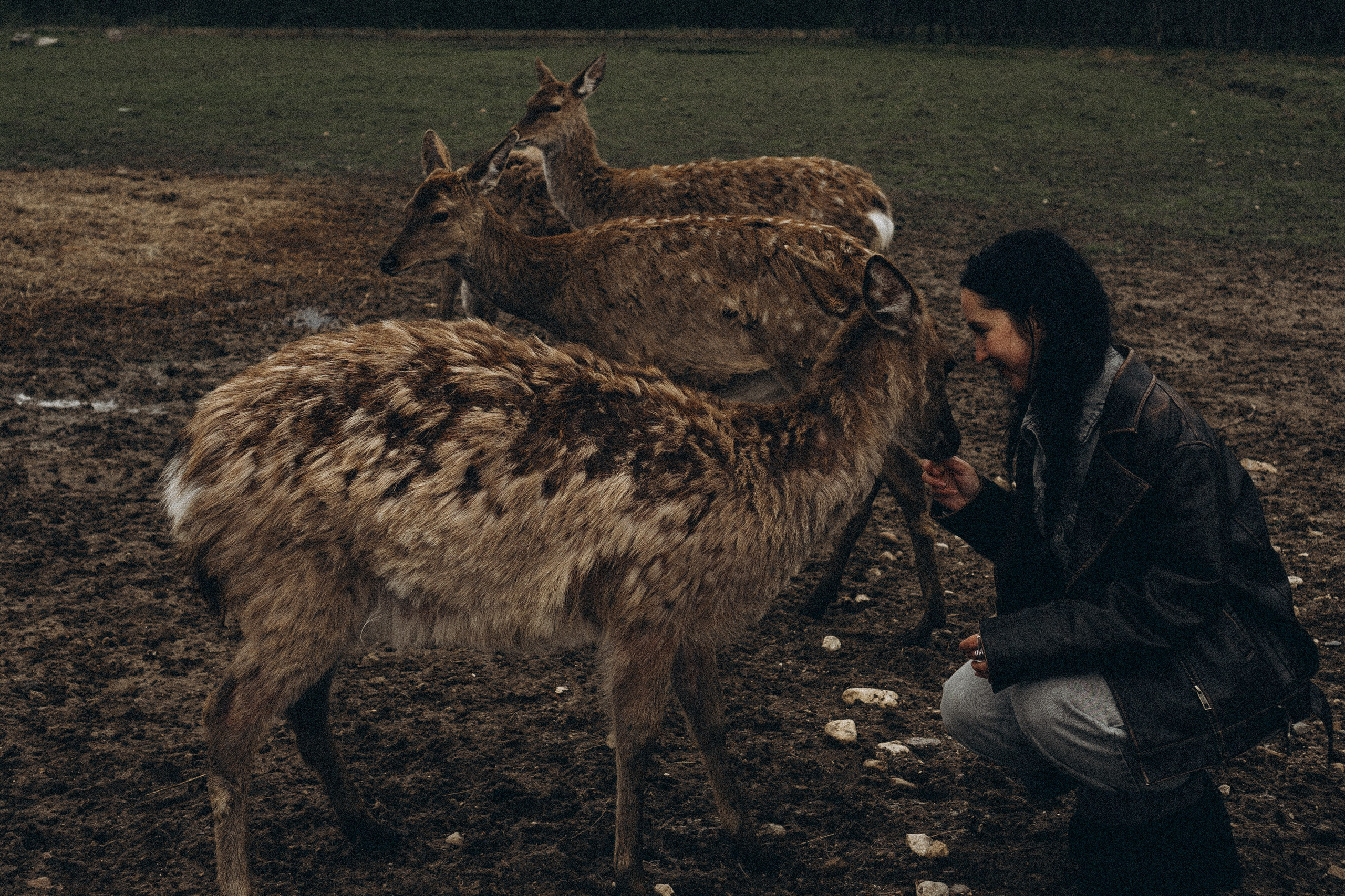 ОЛЕНЬЯ ФЕРМА В ТВЕРИ. Профессиональный фотограф, Санкт-Петербург — Виктория Богомолова