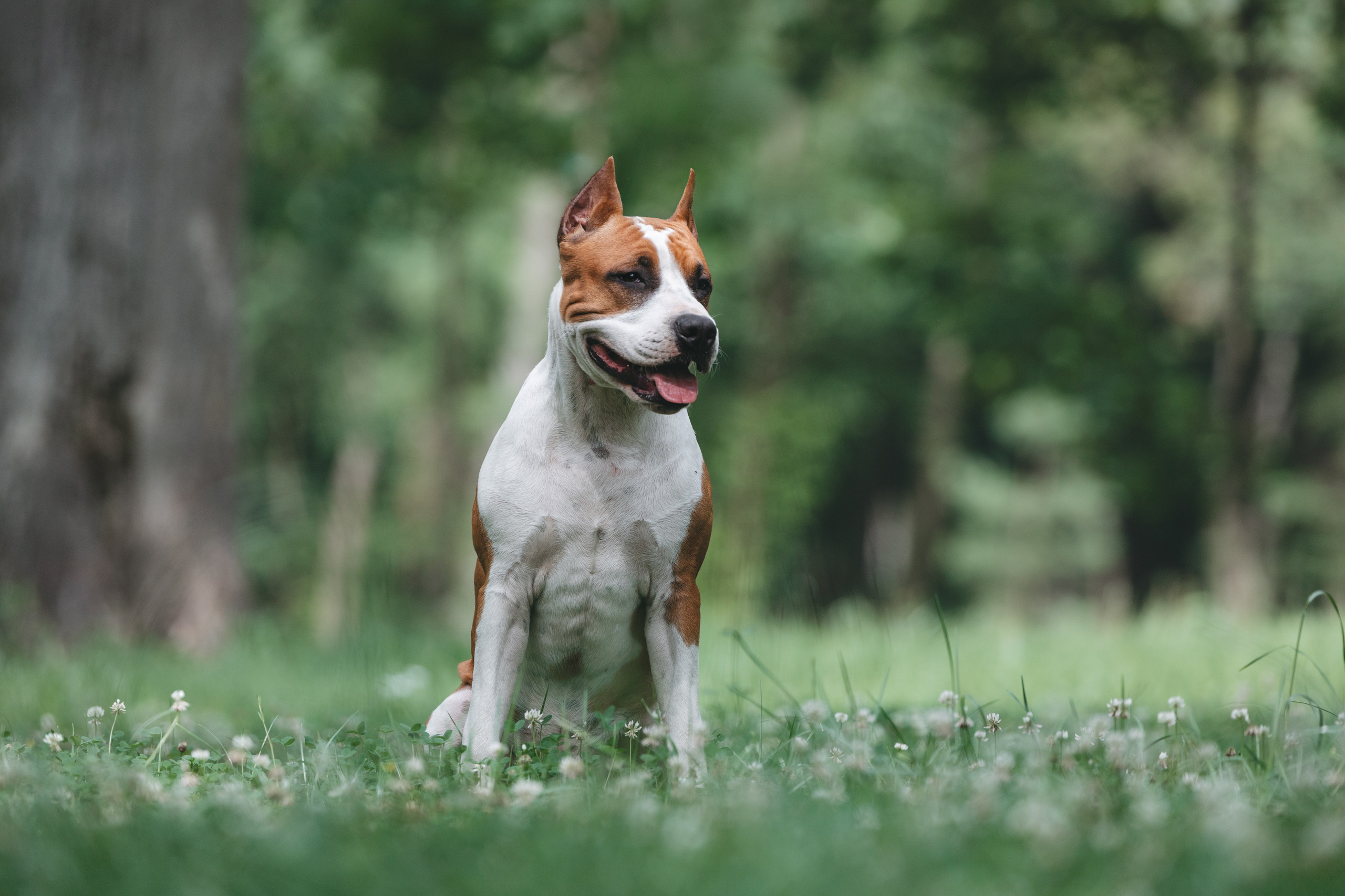 Американский стаффордширский терьер. Фотограф Анималист в Москве Анастасия Жучкова