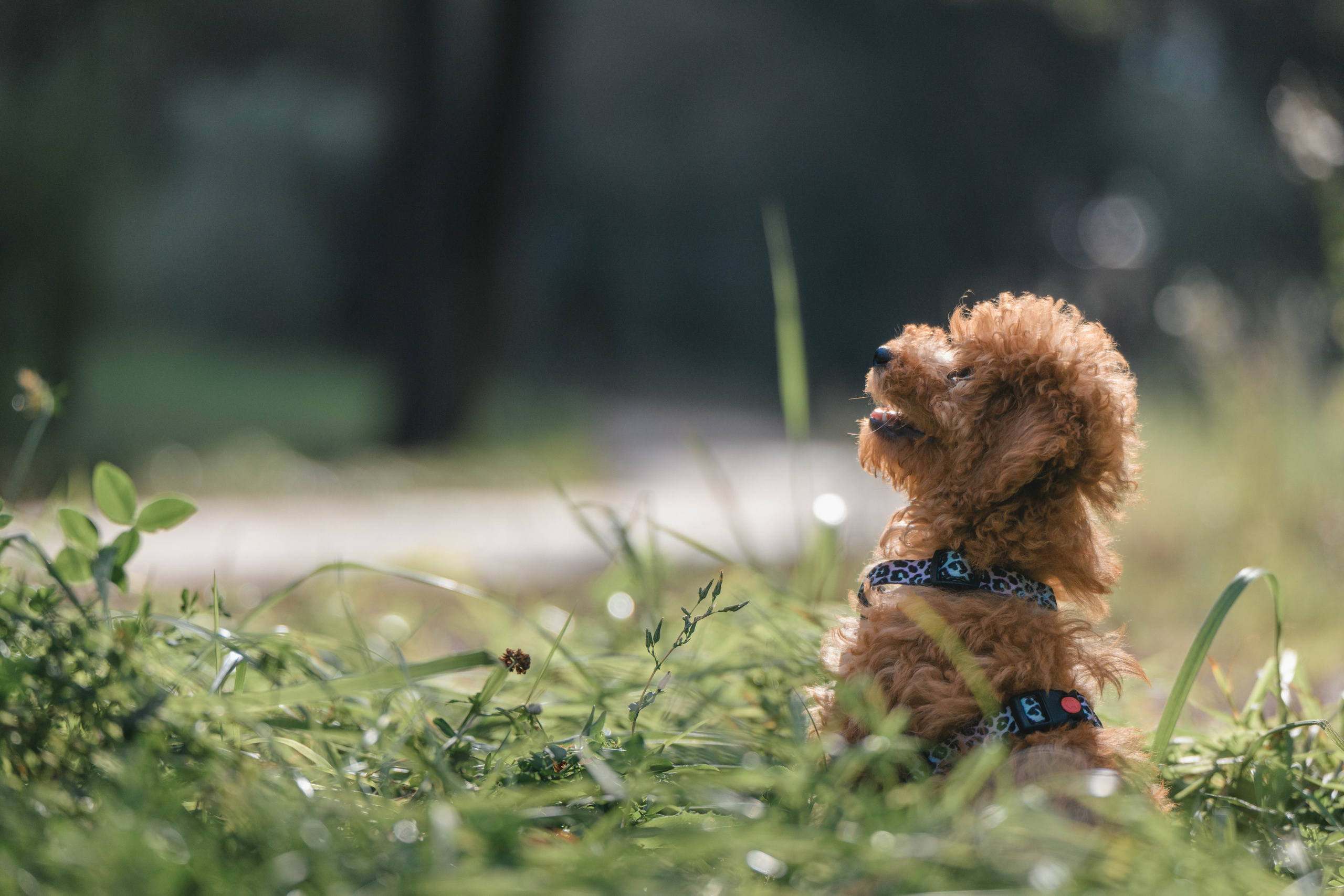 Щенок той-пуделя. Фотограф Анималист в Москве Анастасия Жучкова