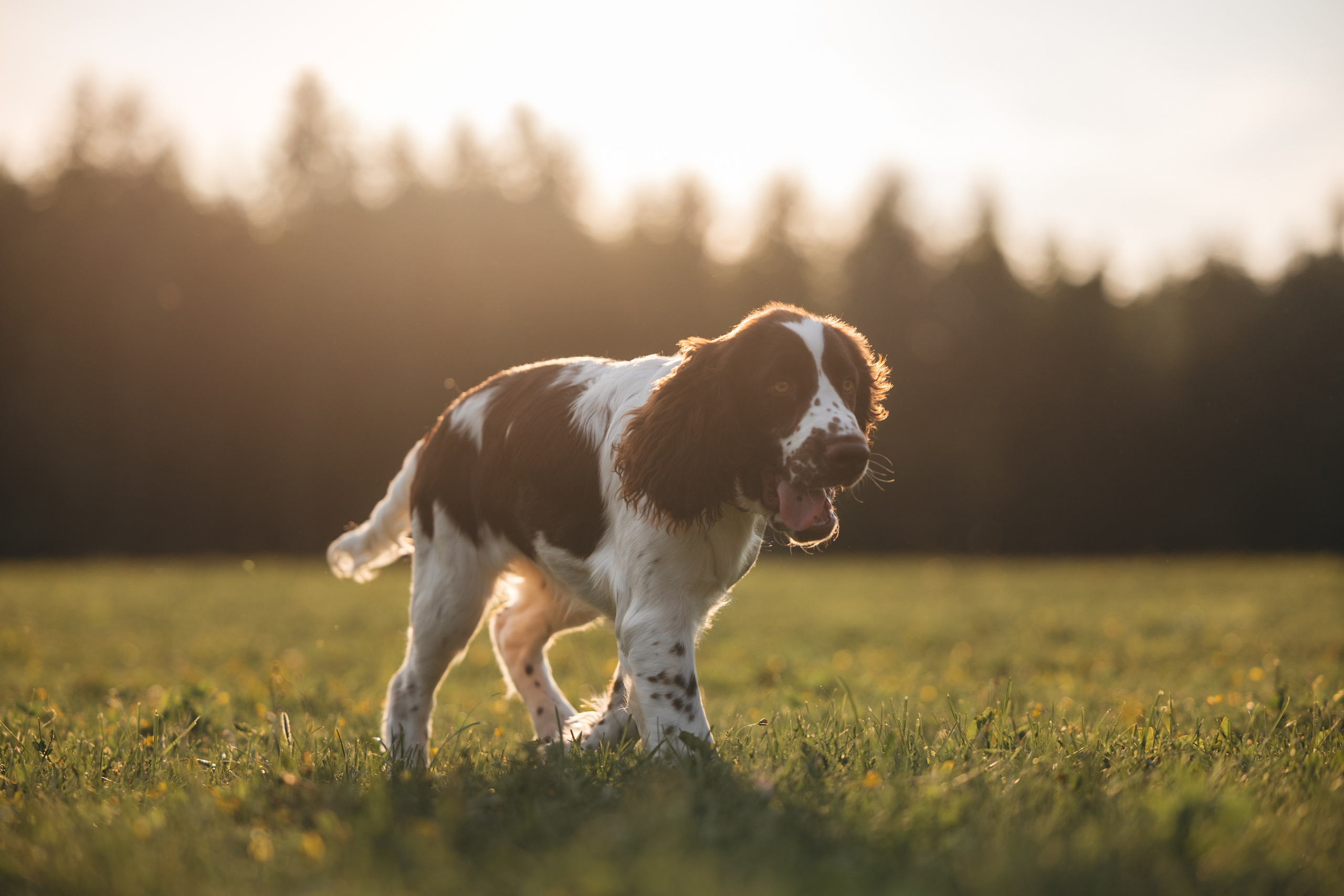 На закате. Фотограф Анималист в Москве Анастасия Жучкова