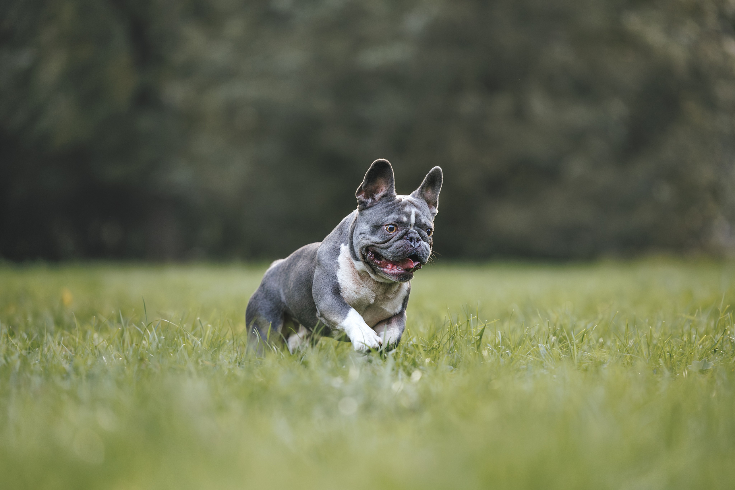 Французский Бульдог в Воронцовском парке (в обработке). Фотограф Анималист в Москве Анастасия Жучкова
