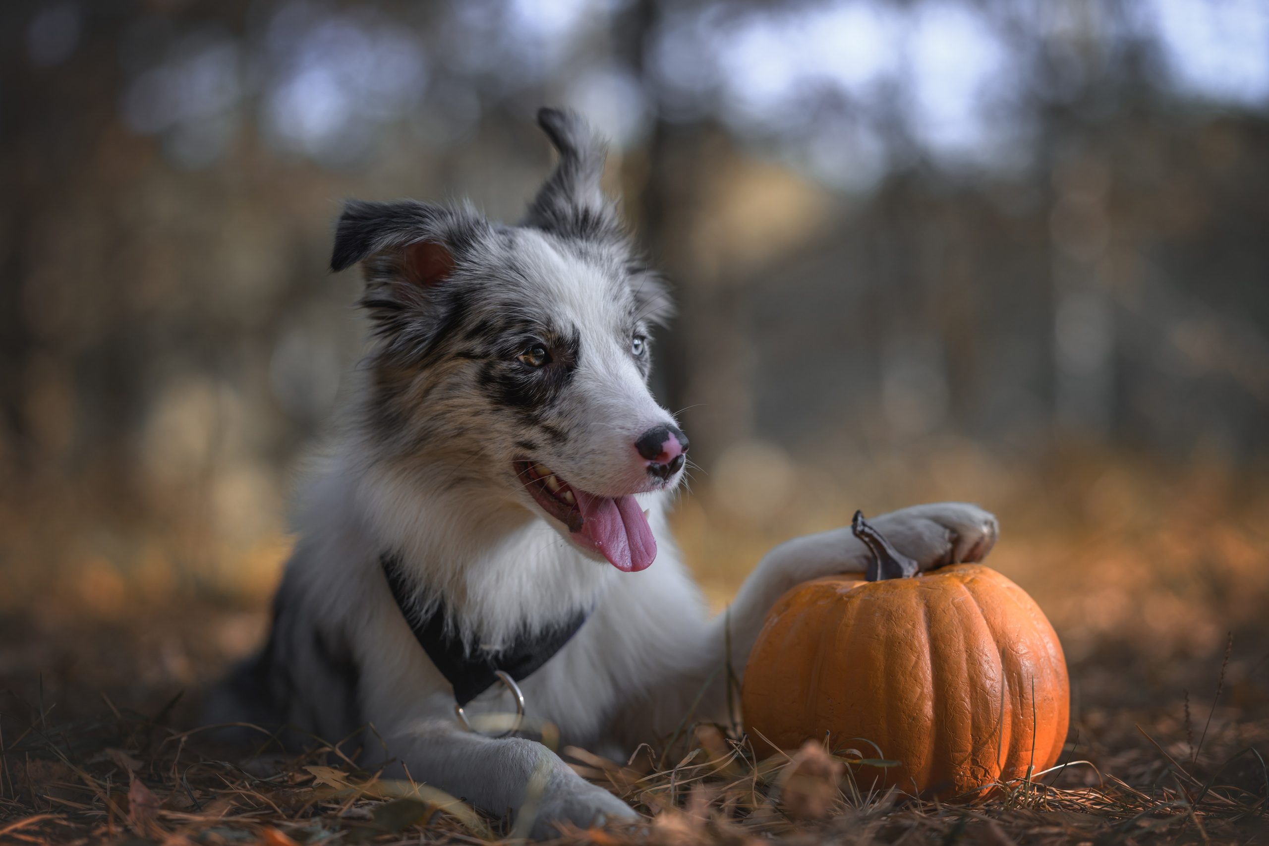 Хэллоуин. Фотограф Анималист в Москве Анастасия Жучкова