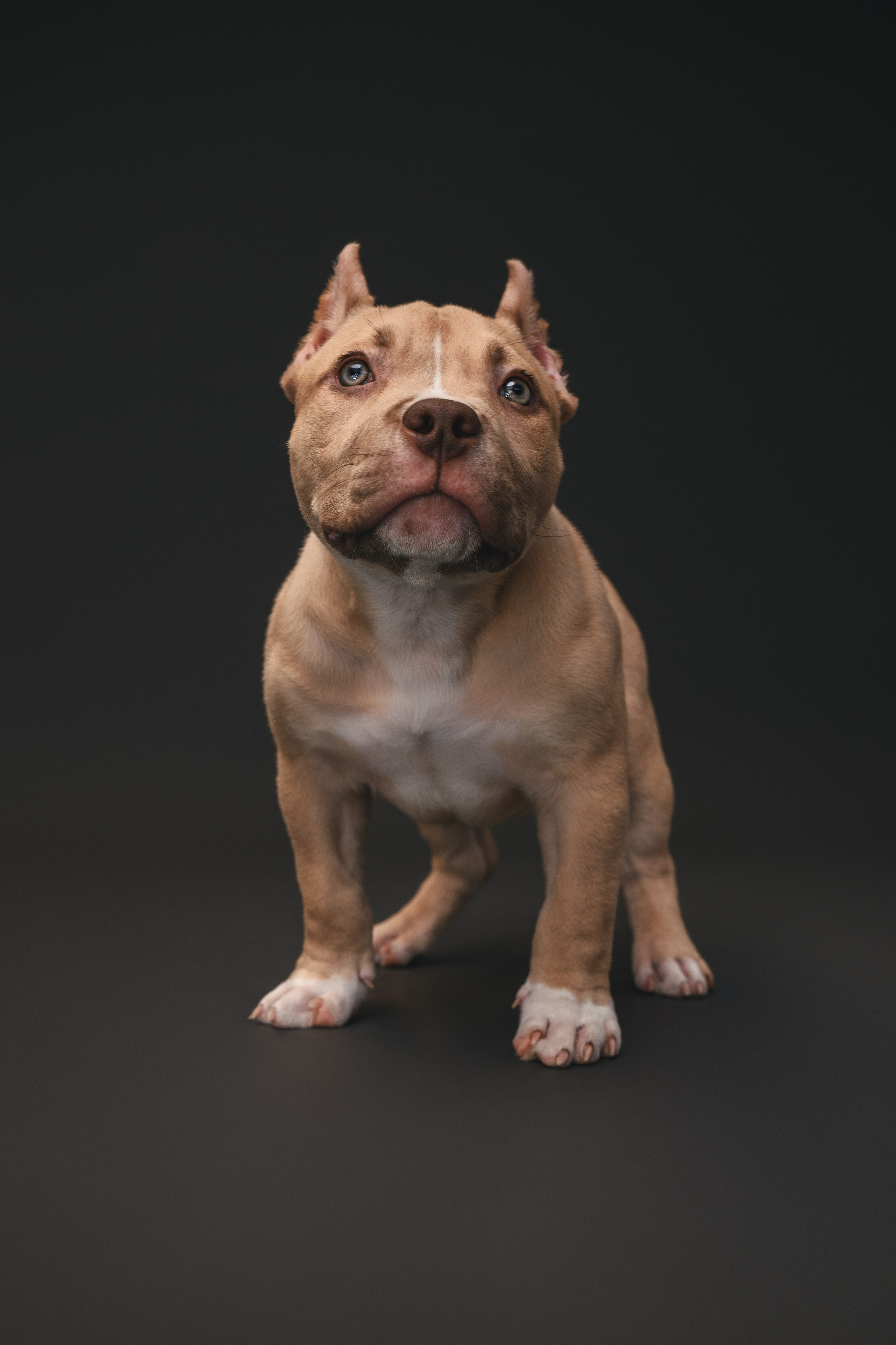 Булли. Фотограф Анималист в Москве Анастасия Жучкова