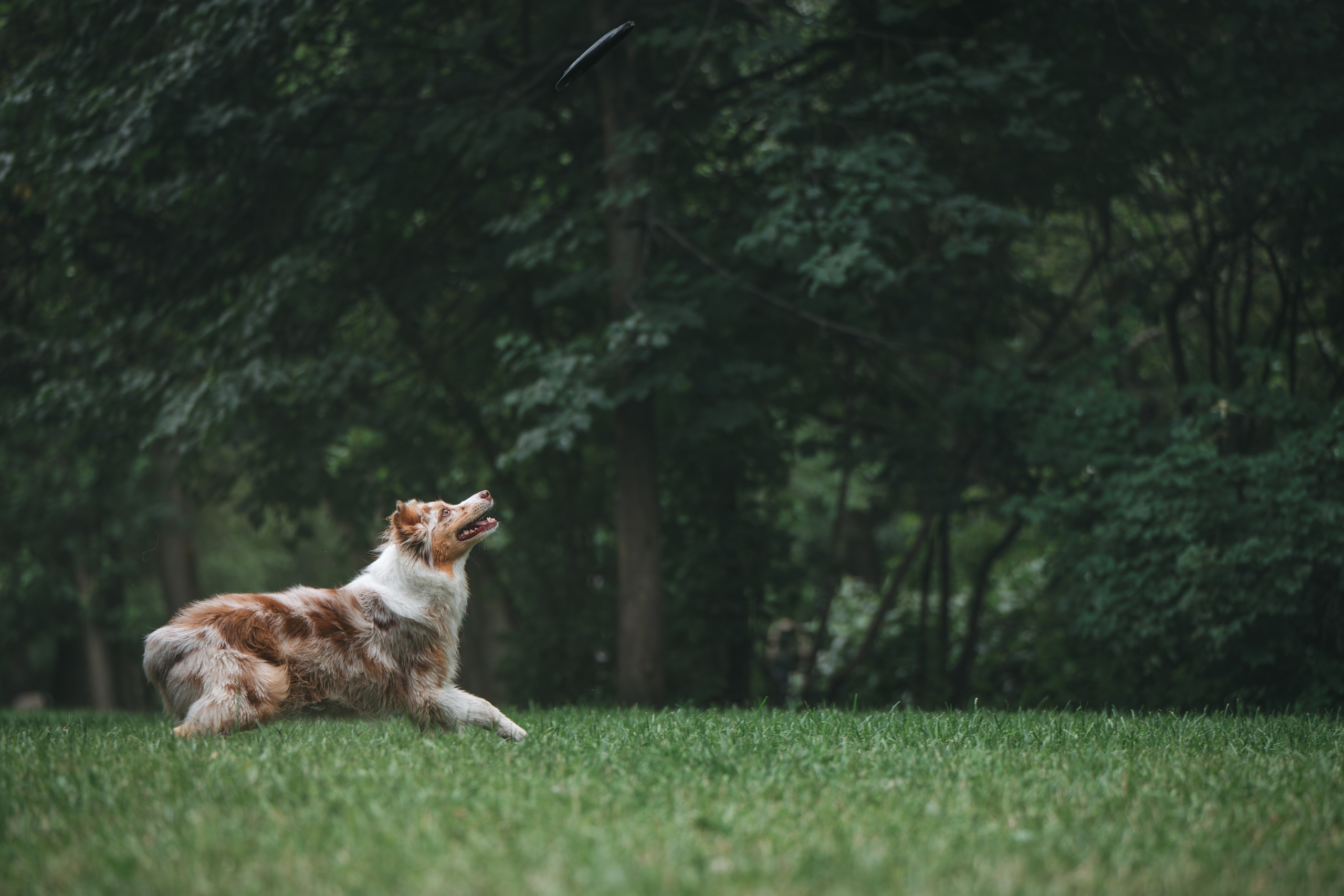 Аусси. Фотограф Анималист в Москве Анастасия Жучкова
