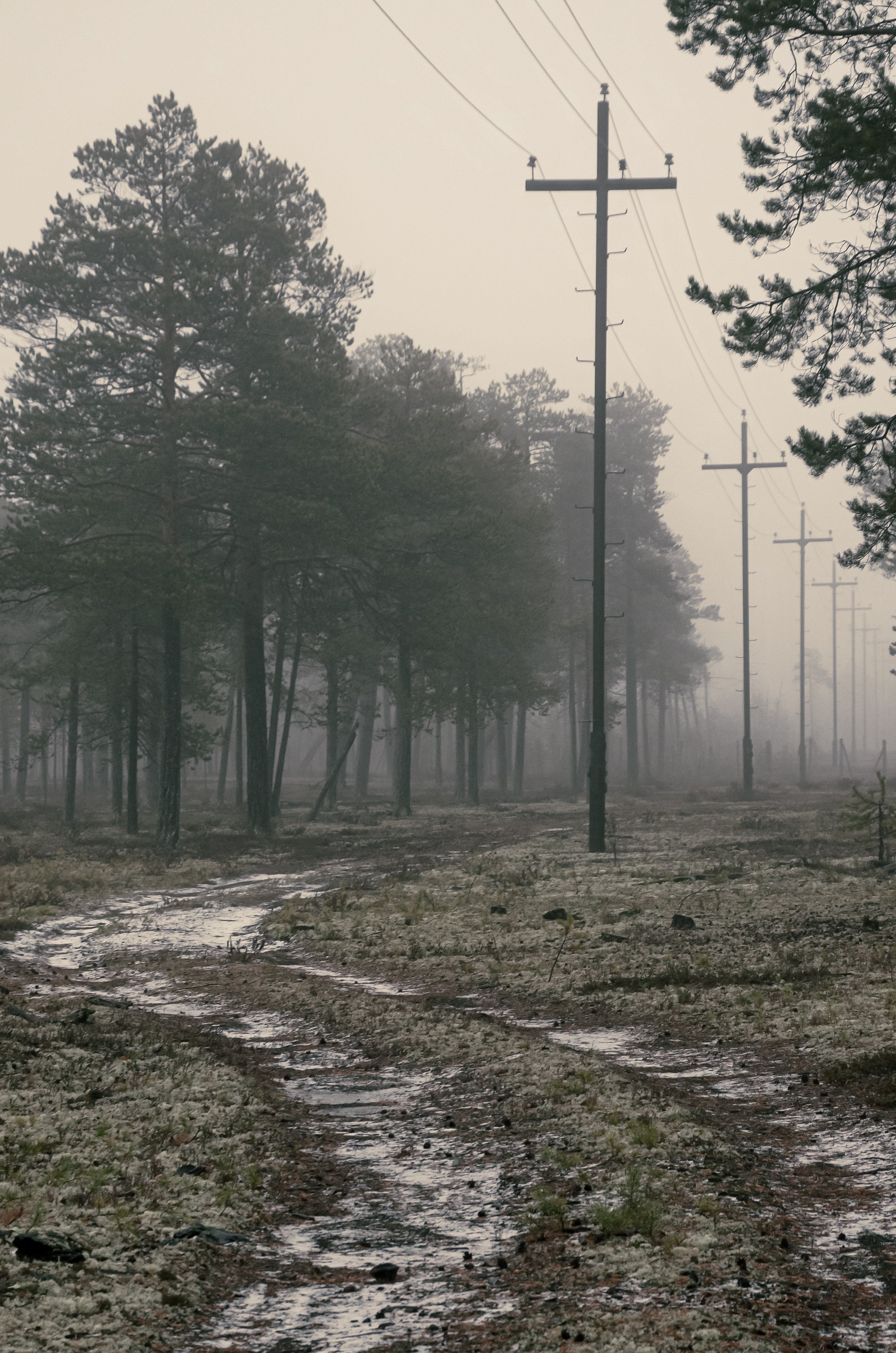 Тайга. Фотография — это миг, который фиксирует вечность