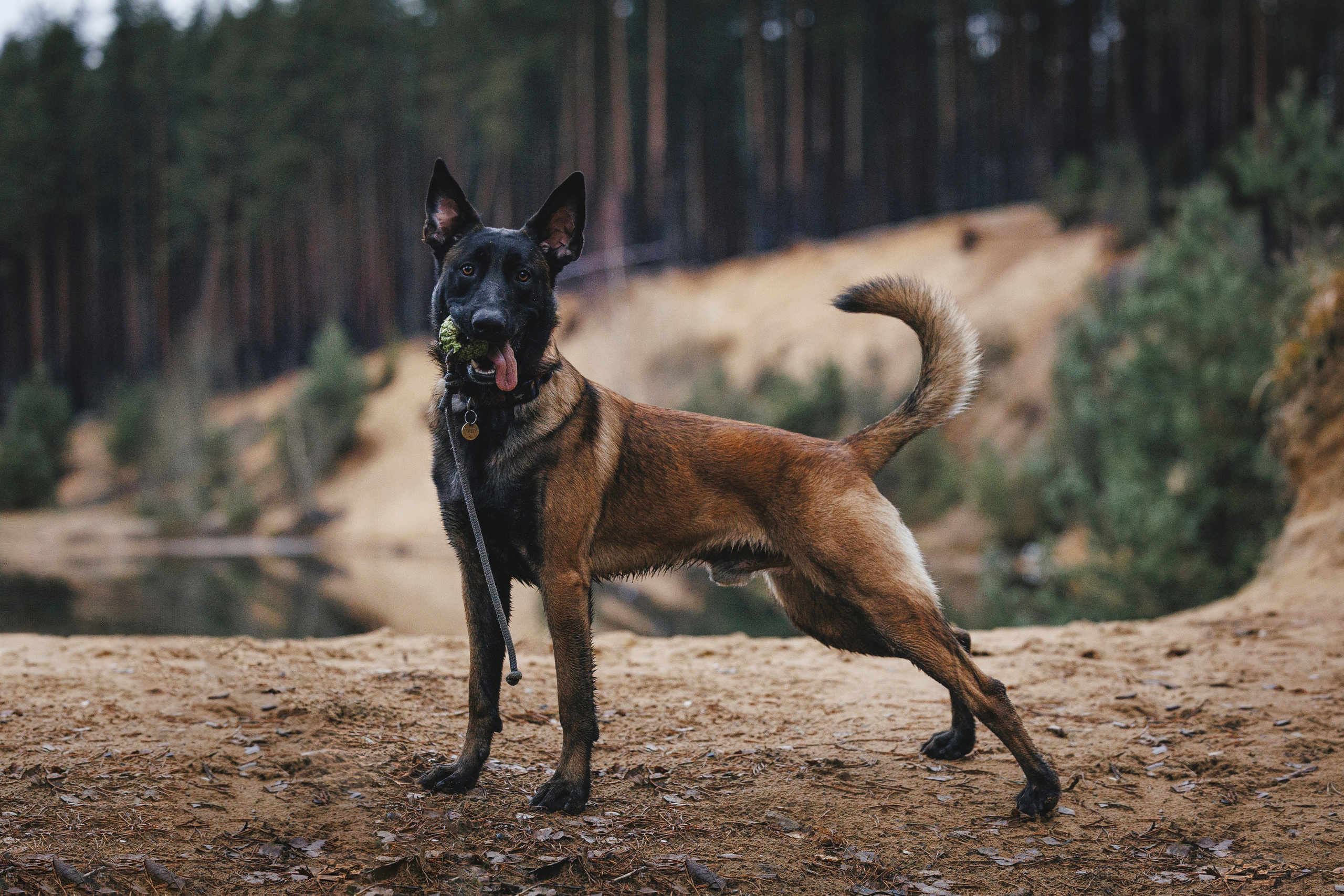 Омен, Айс и Рицу. Фотограф-анималист Анна Маринич