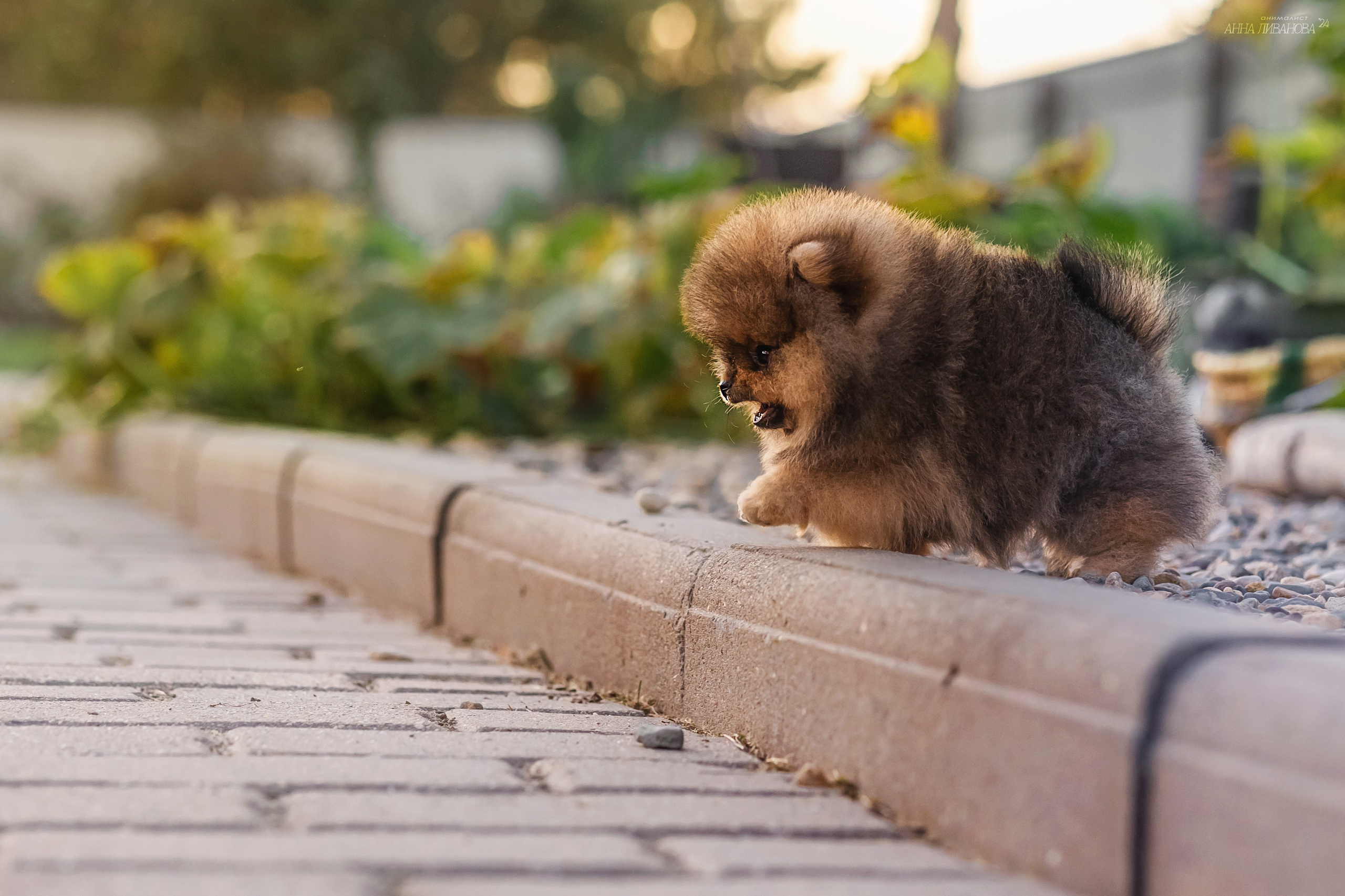 Шпицулики. Фотограф анималист Аня Ливанова | Рыбинск