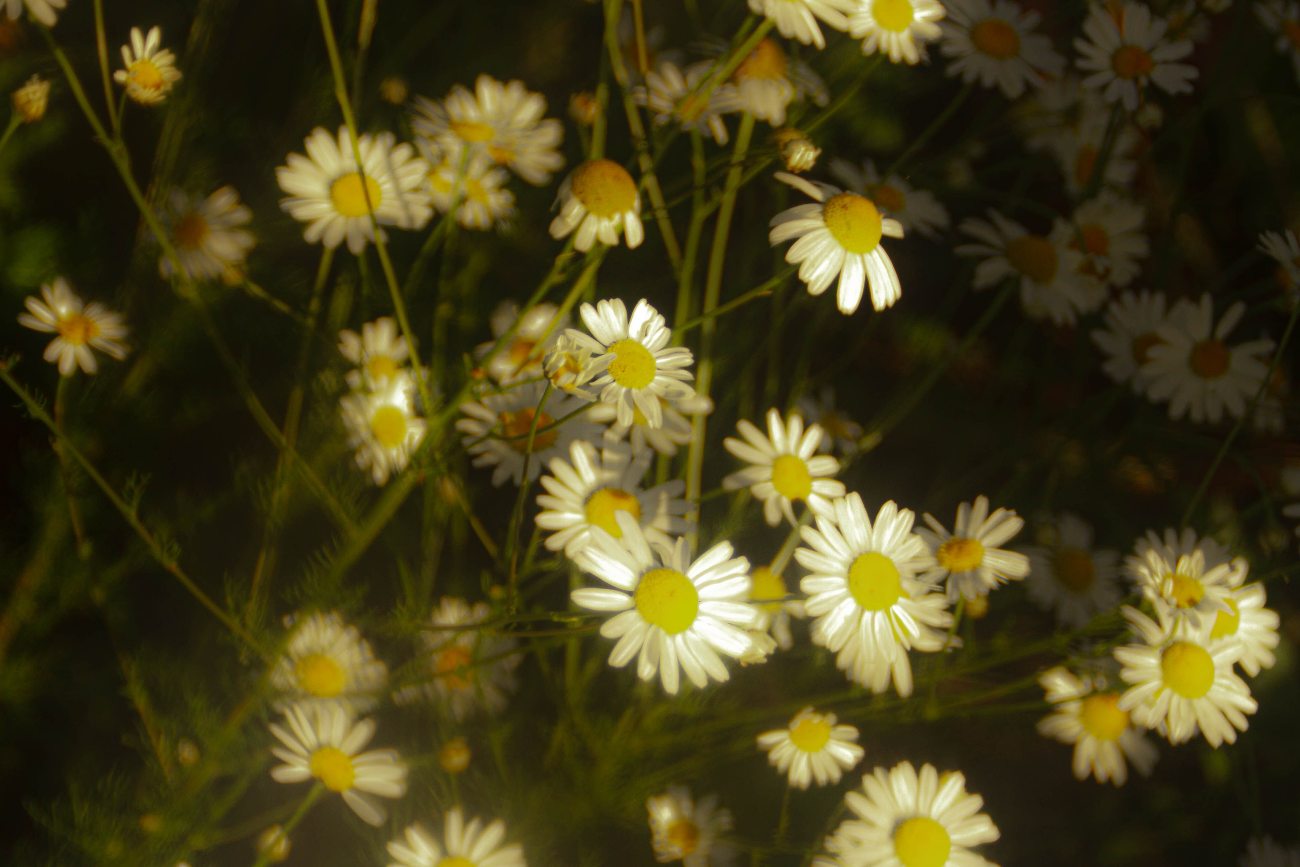 Ностальгия