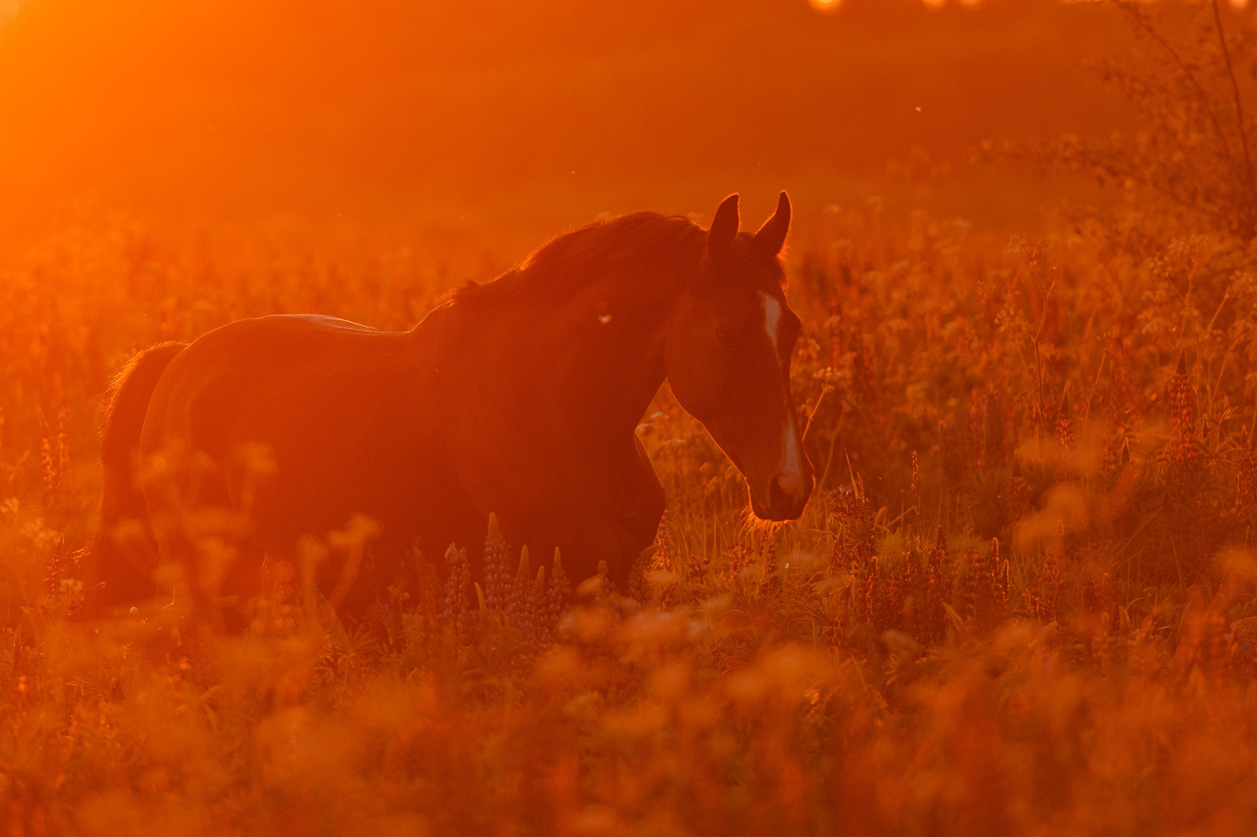 Ивори в закатных полях. Фотограф-анималист