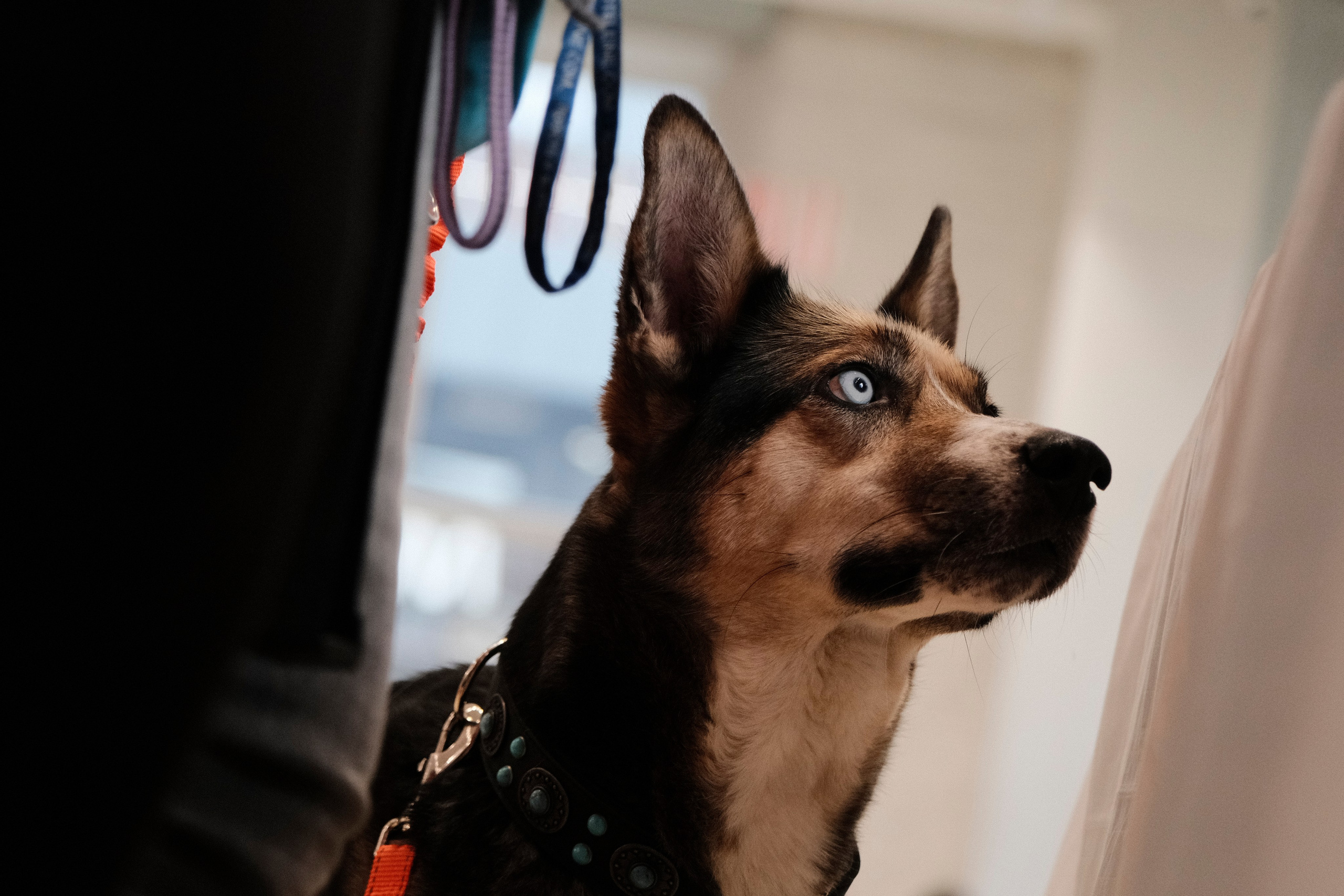 AdventureDog