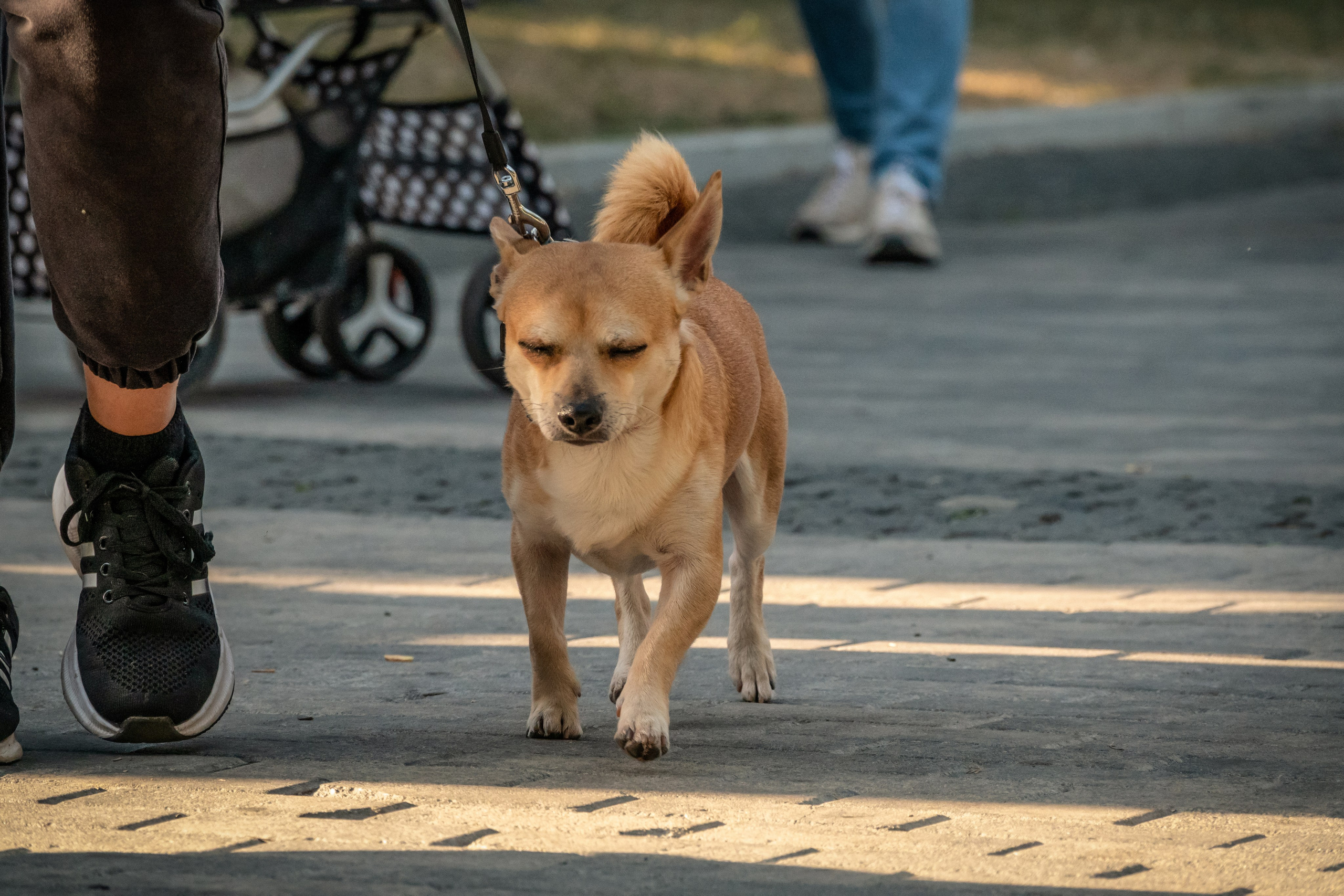 Petshop Days 2024. Фотограф-анималист в Москве Юлия Лайхо