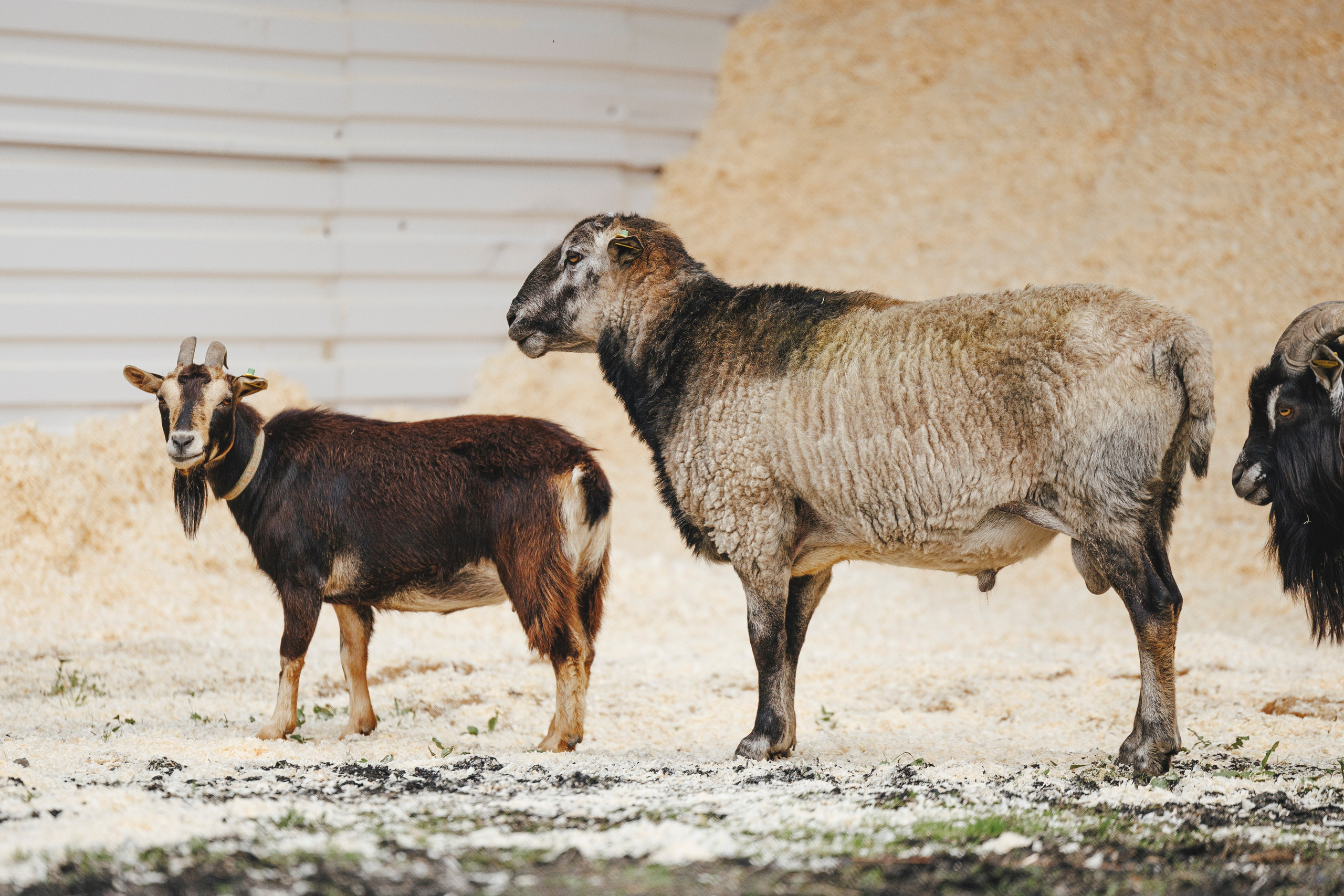 Керро поле. Фотограф-анималист Анна Маринич