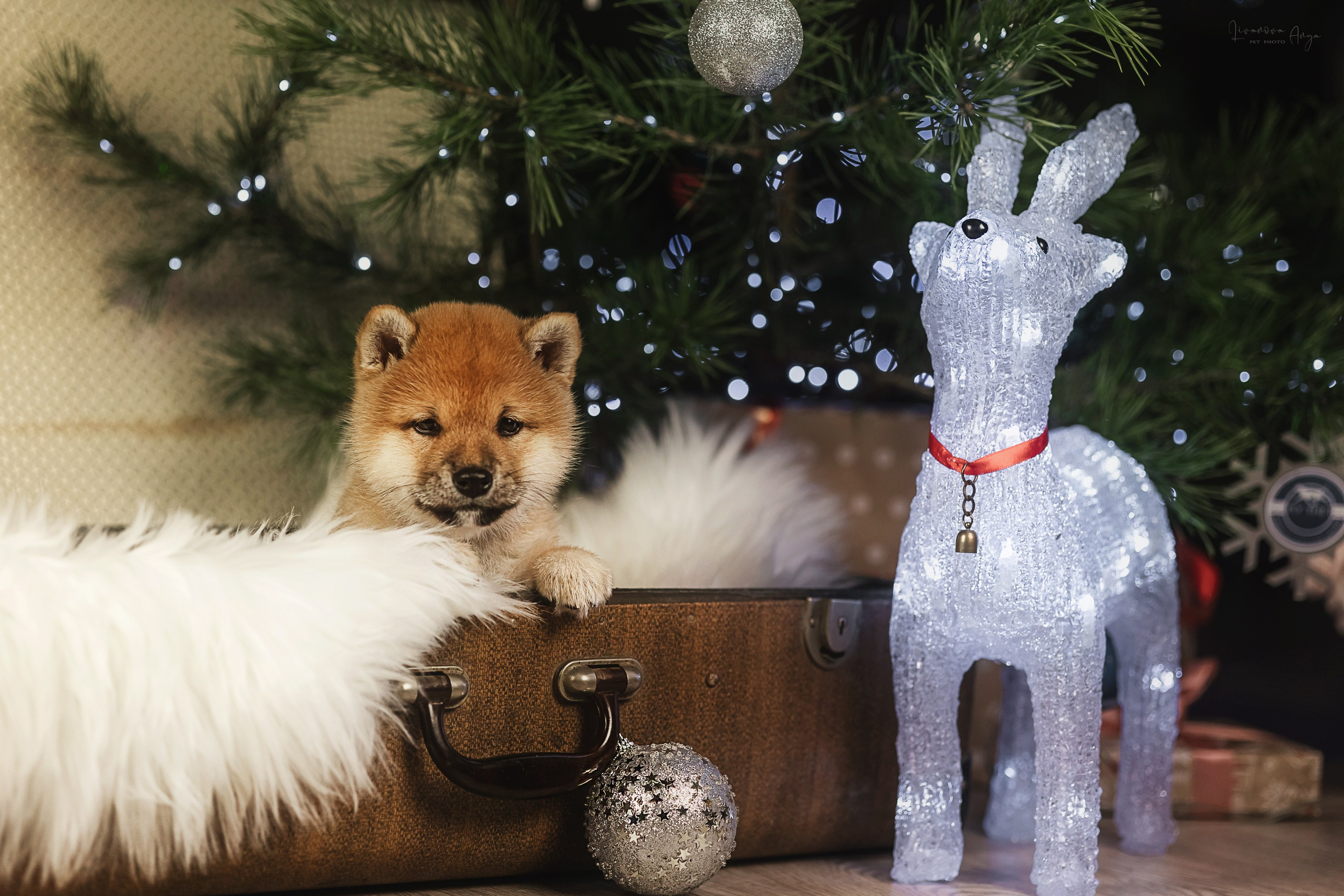 Фотодень_1 2025. Фотограф анималист Аня Ливанова | Рыбинск