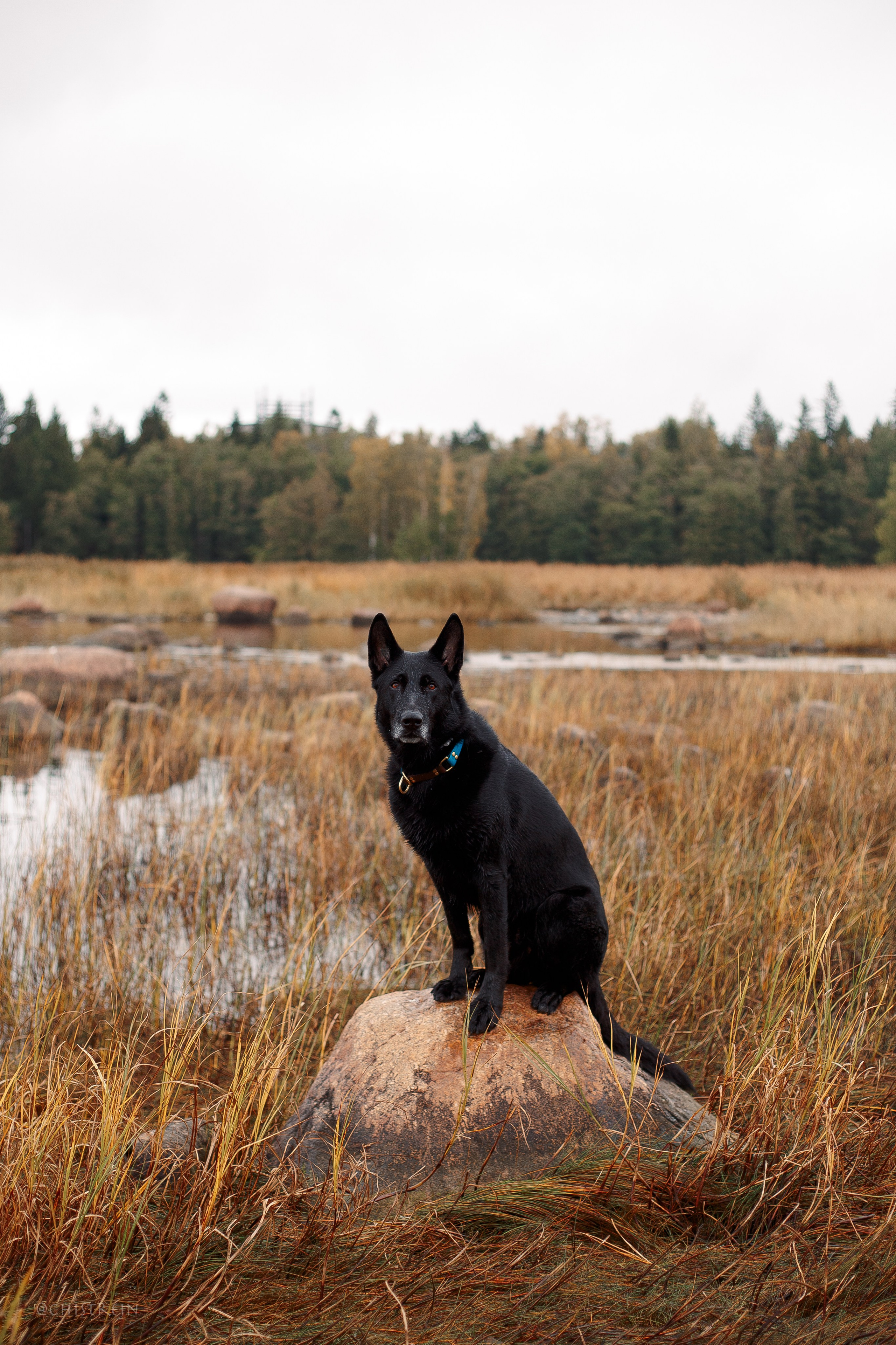 Дальний пирс. Фотограф-анималист Наталия Чистюхина в г. Сосновый Бор и ЛО
