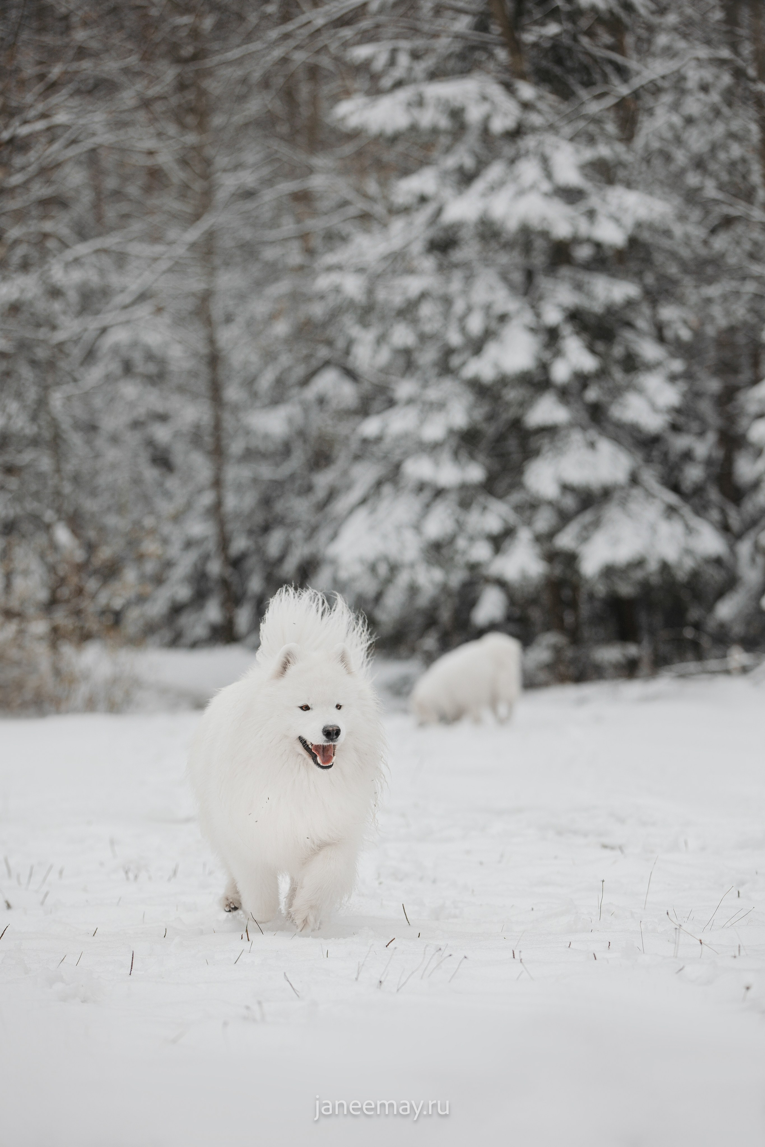 Фото собак, животных зимой. Фотограф анималист в Москве Майорова Евгения
