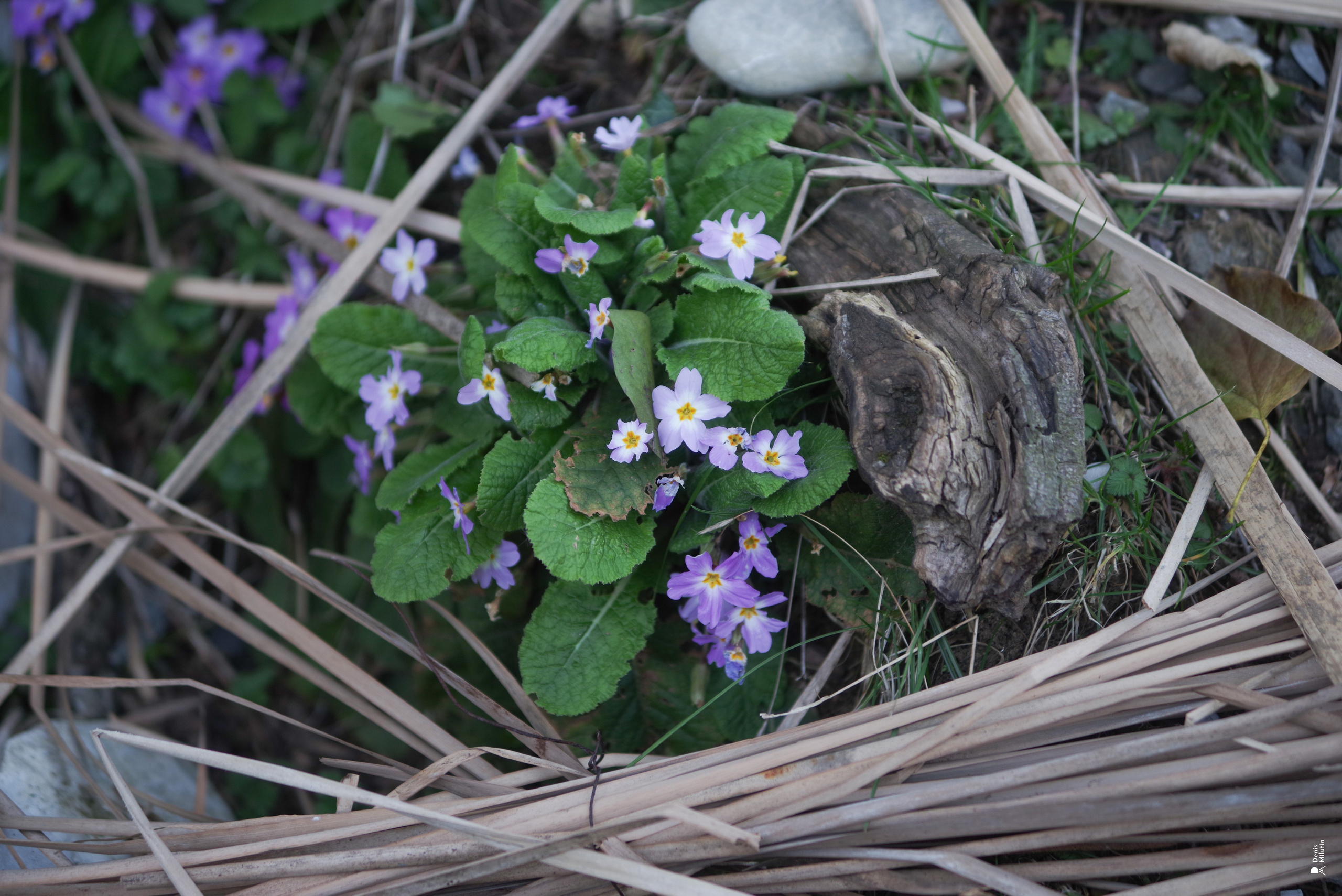 Nokalakevi. Портретный фотограф Денис Милютин