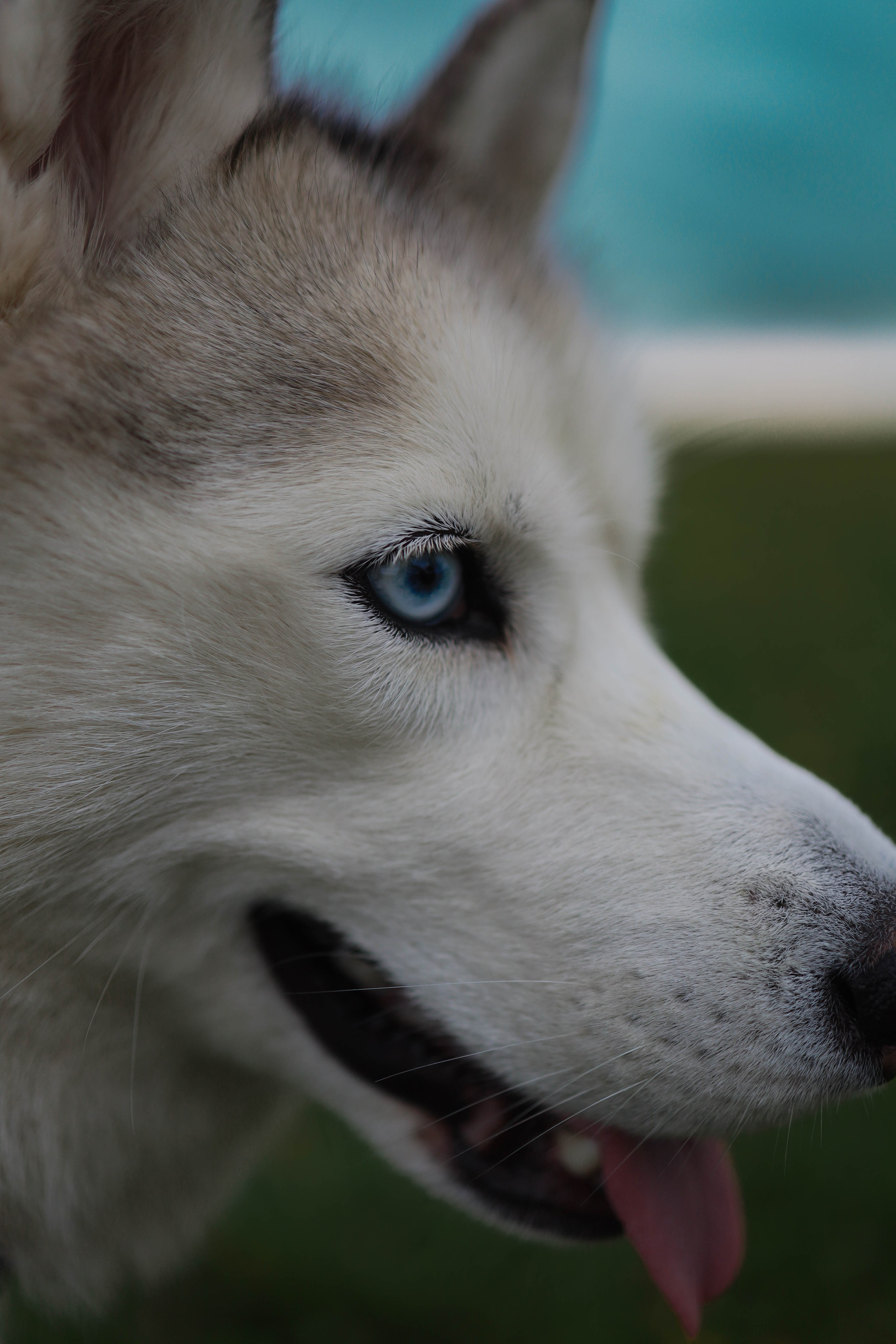 Шанти и Катя. Фотограф-анималист в Санкт-Петеребурге Титова Алиса