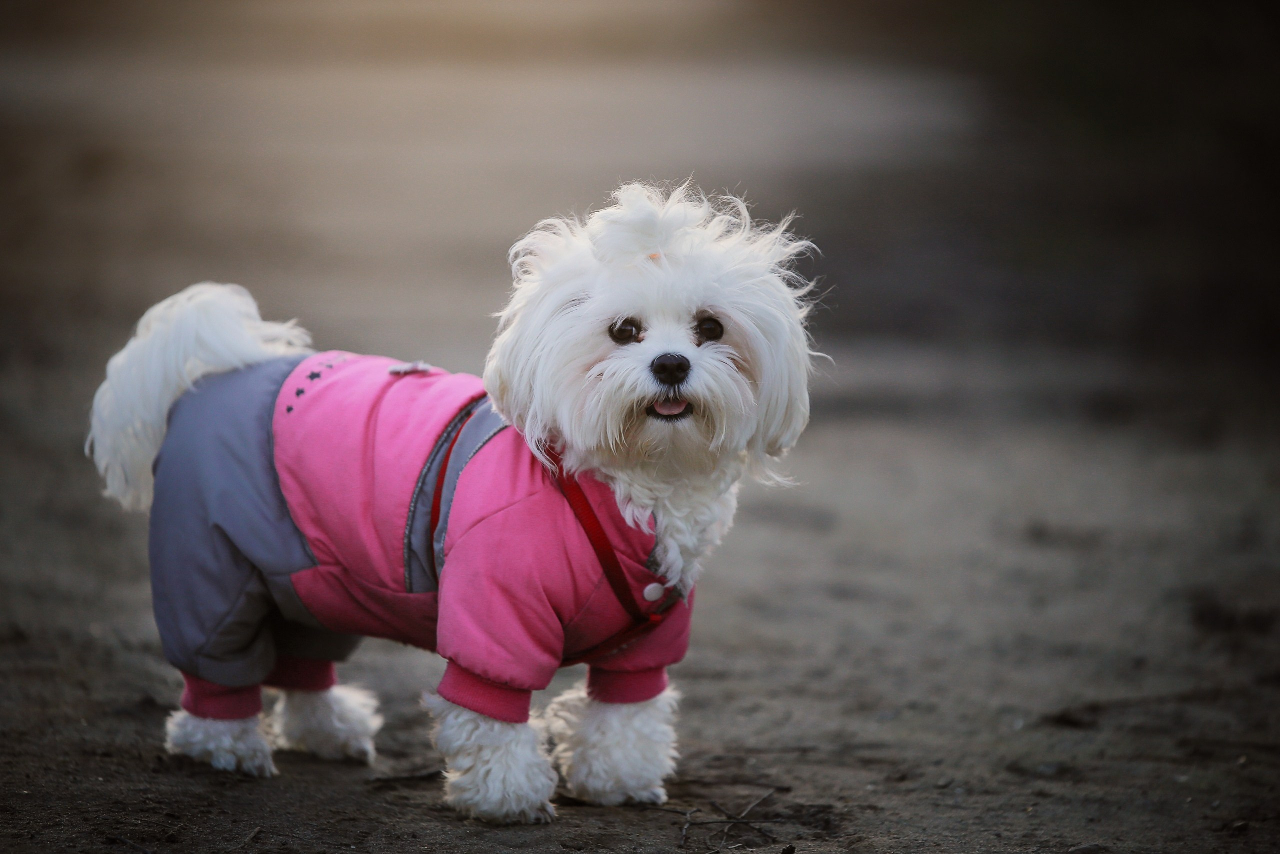 Четвероногие друзья. Репортажный, семейный, школьный фотограф в Иванове Инна Крылова