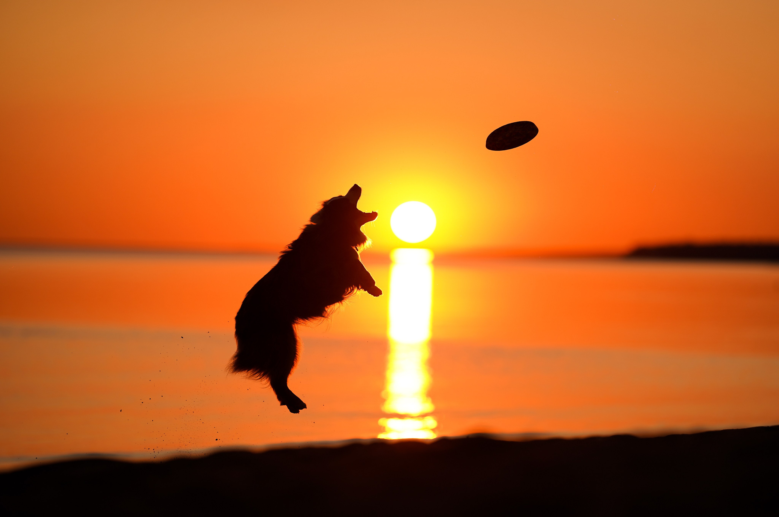 Алиса и Джокер. Фотограф-анималист в Санкт-Петербурге Яна Мартынова
