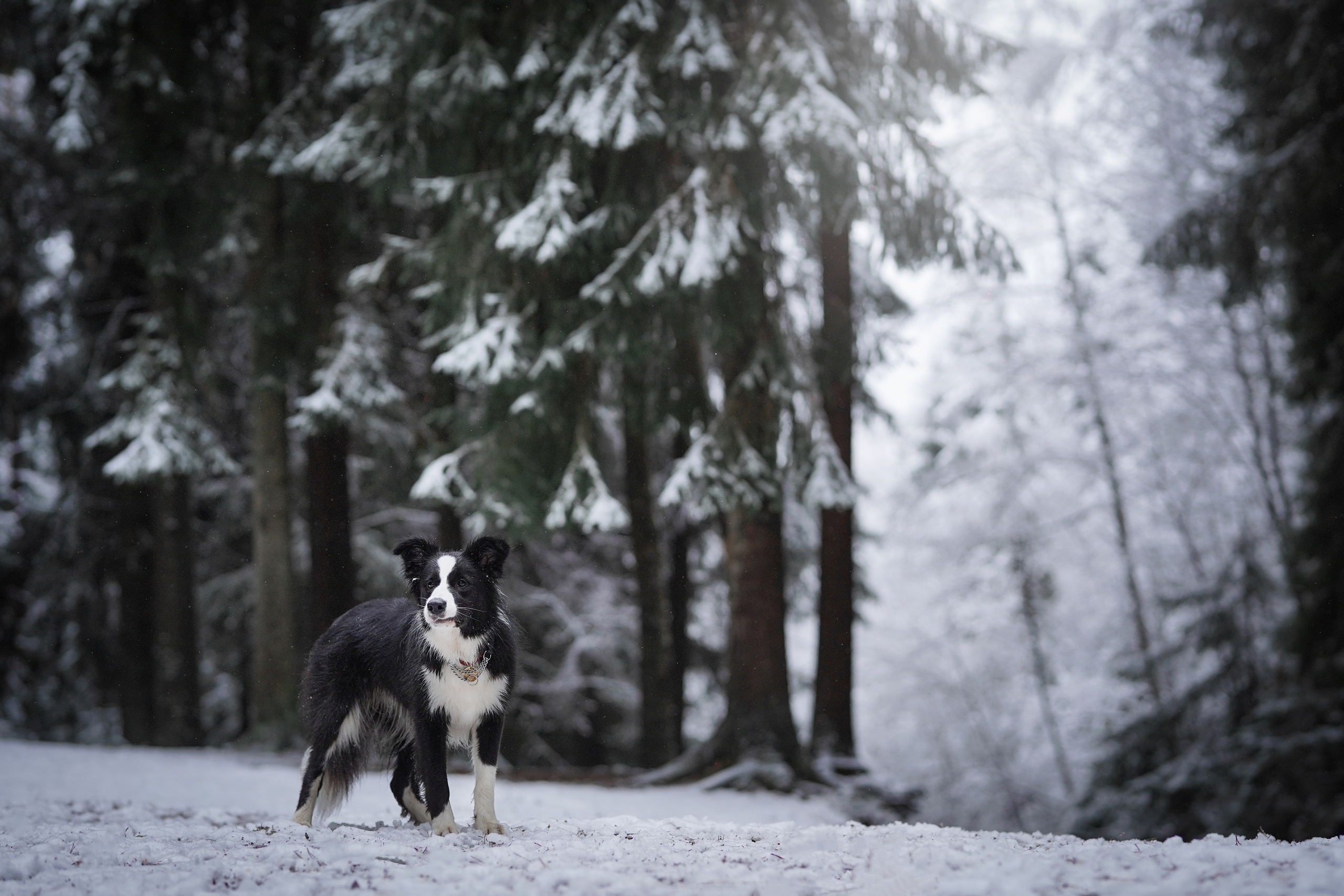 Юлия и Груша. Фотограф-анималист в Санкт-Петербурге Яна Мартынова