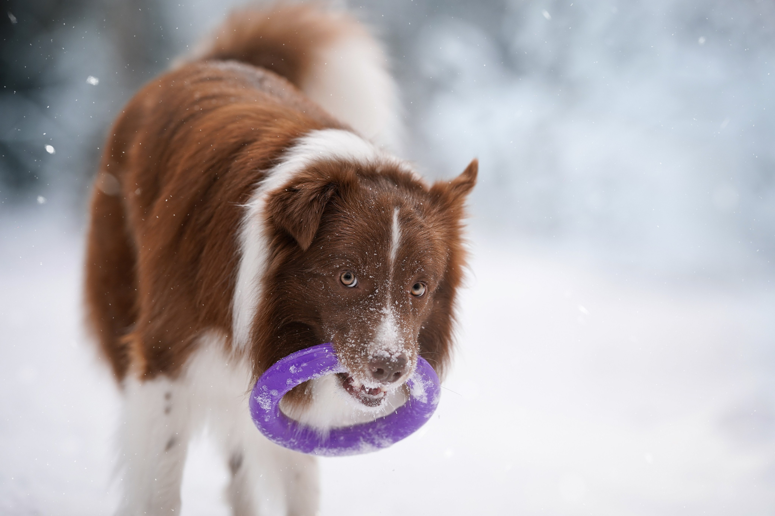 Катя и Ская. Фотограф-анималист в Санкт-Петербурге Яна Мартынова