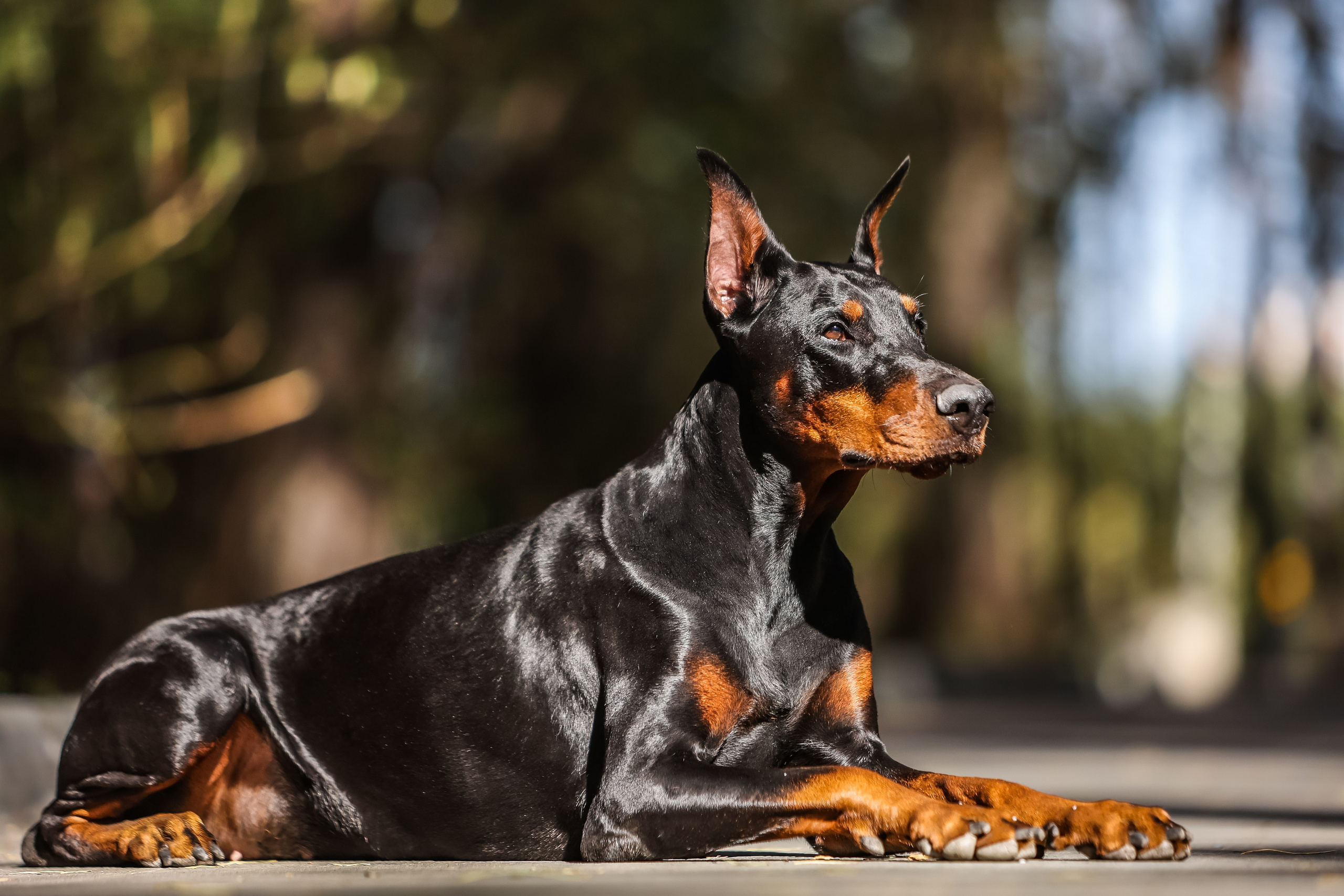 Анималистика. Главная