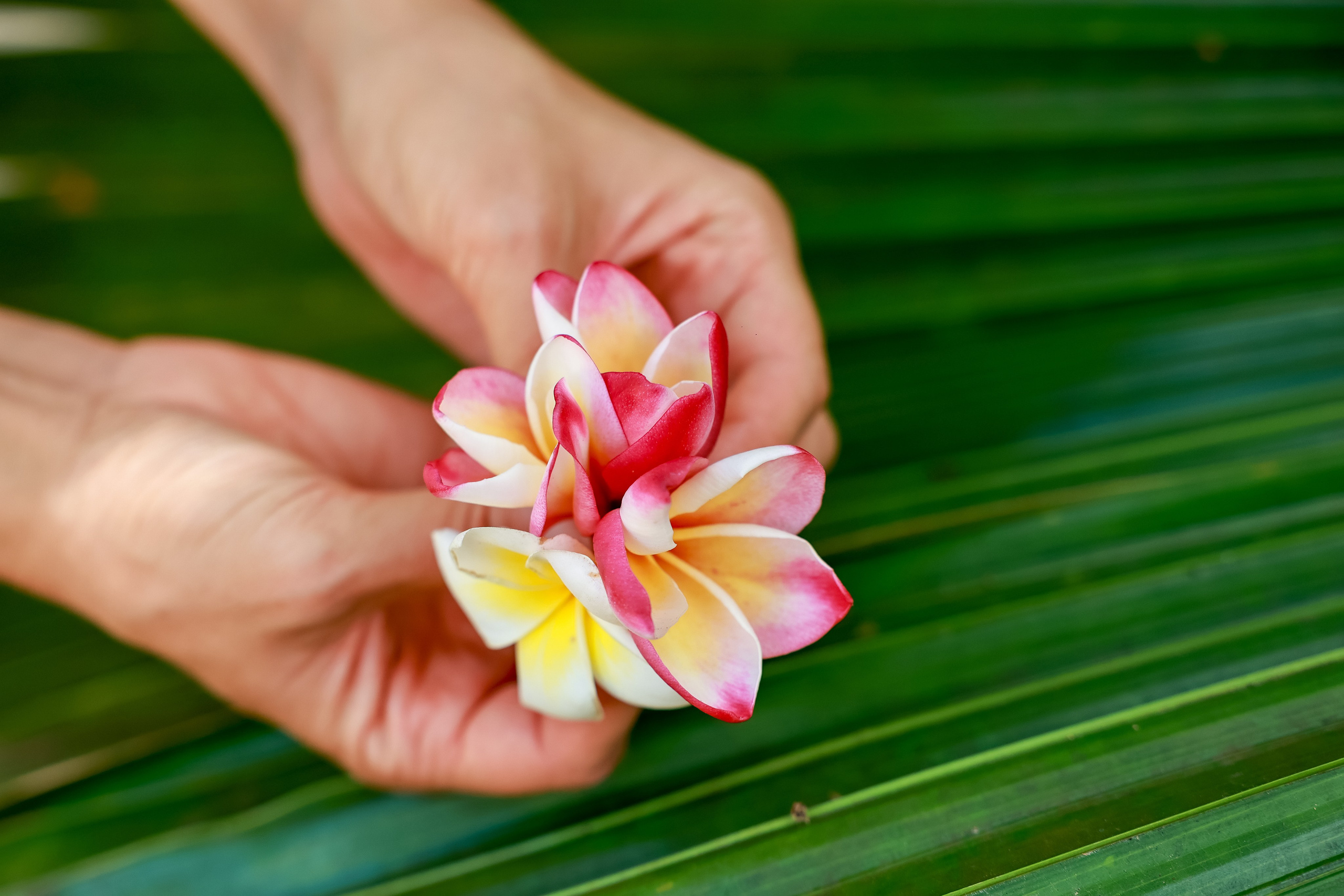 Сейшелы. Дарья Бухреева — фотограф, видеограф и фототерапевт. Москва и мир