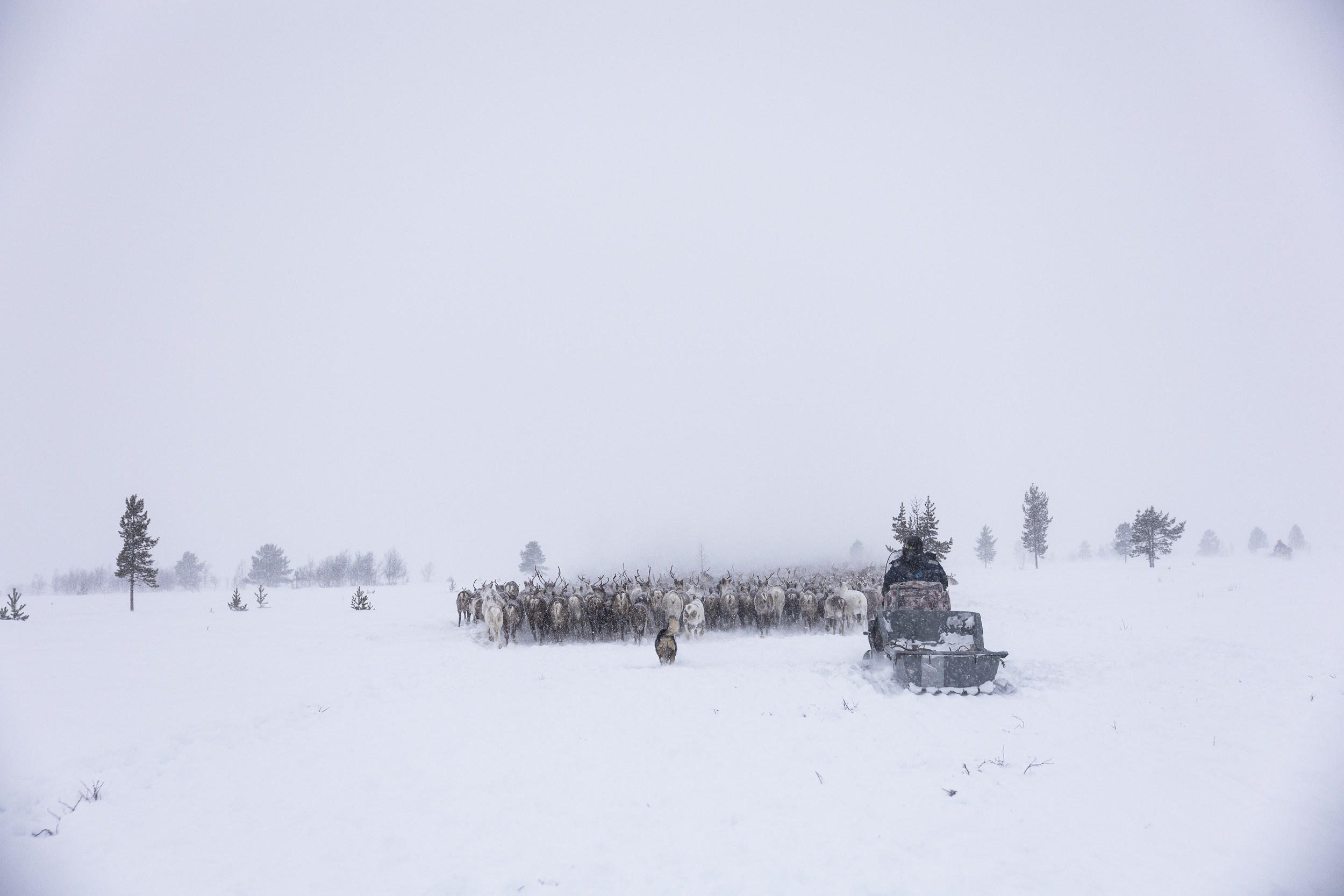 Ловозеро. Оленеводы. Алиса Северная. Визуальные исследования. Пейзажная и документальная фотография