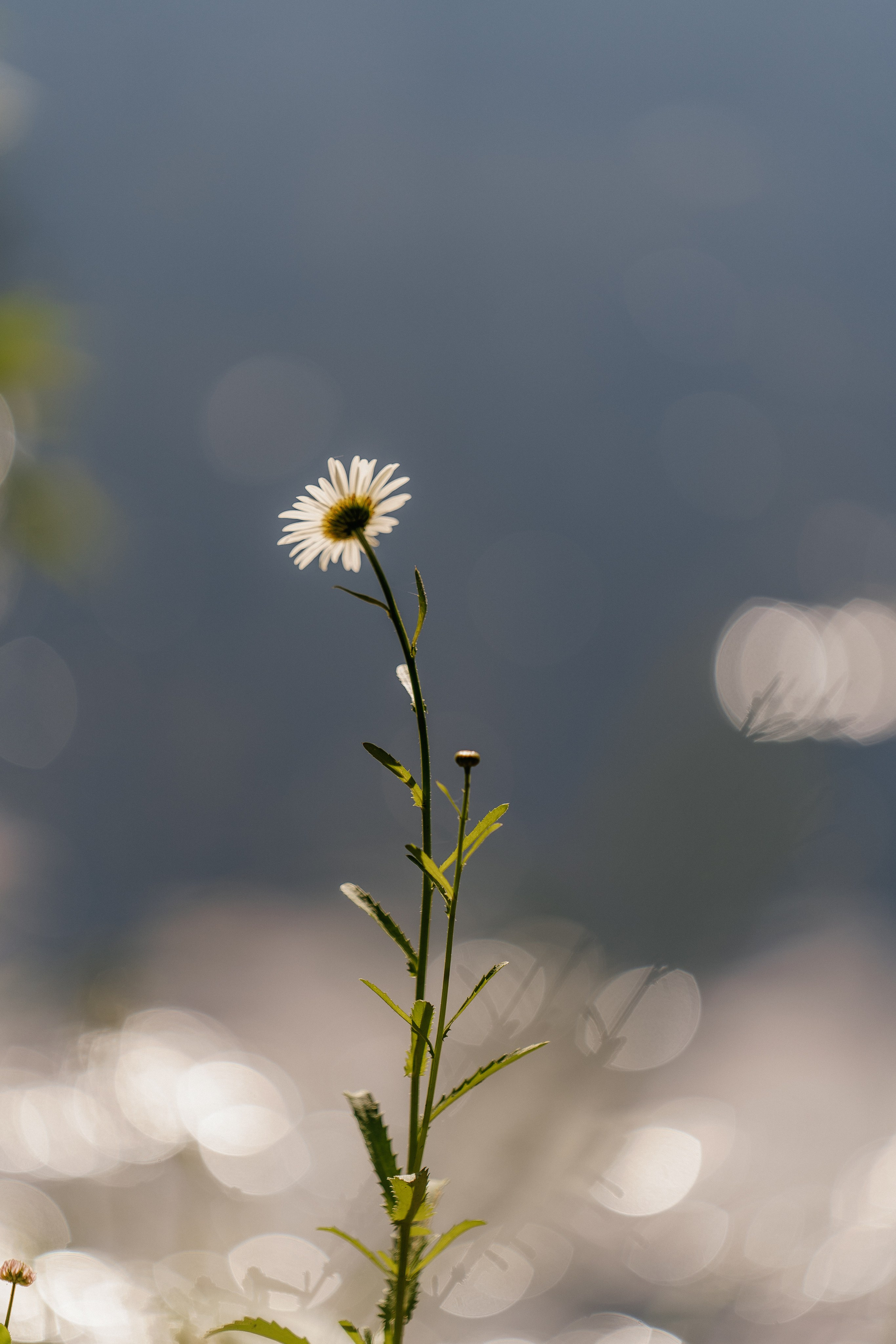 Butterfly. Lokos.pro Ник Соколов Фото и Видео Москва/Ростов-на-Дону