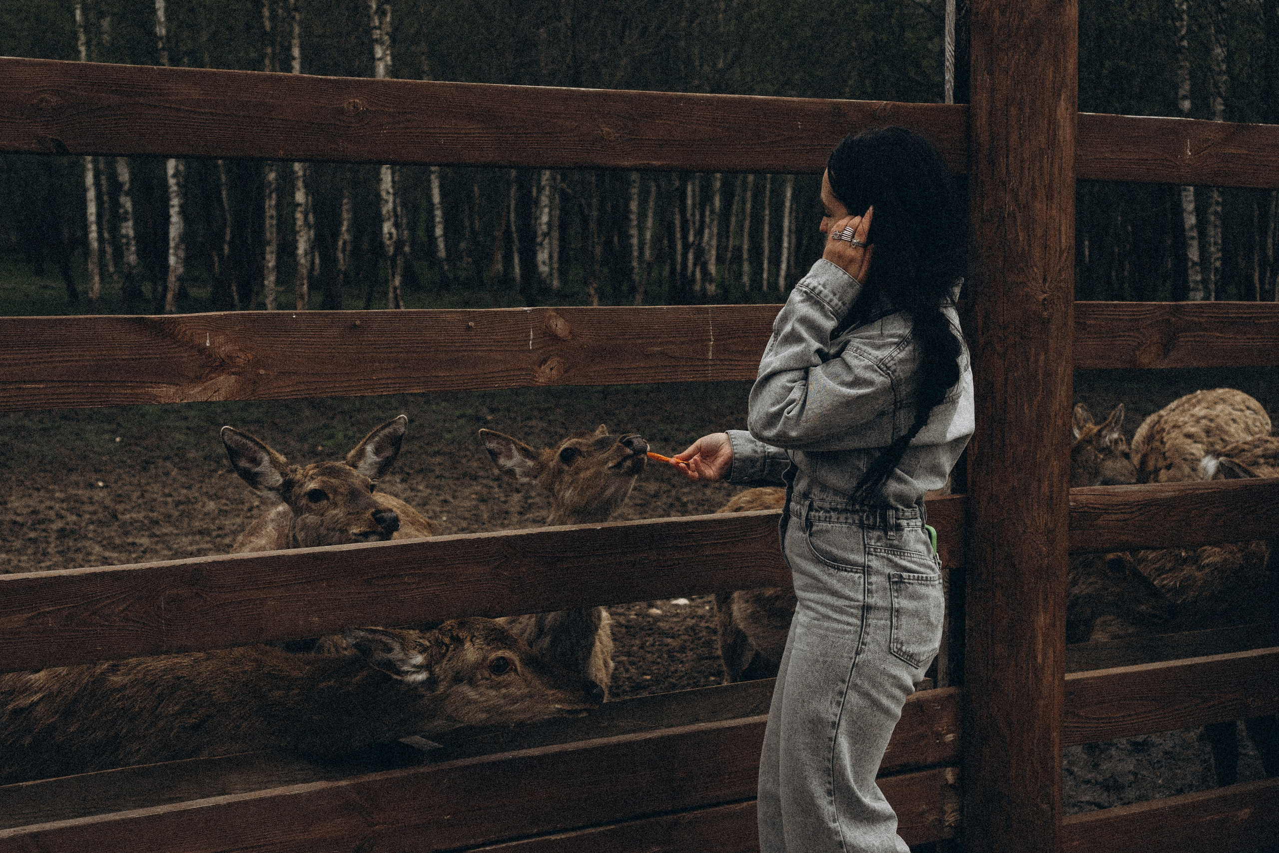 ОЛЕНЬЯ ФЕРМА В ТВЕРИ. Профессиональный фотограф, Санкт-Петербург — Виктория Богомолова