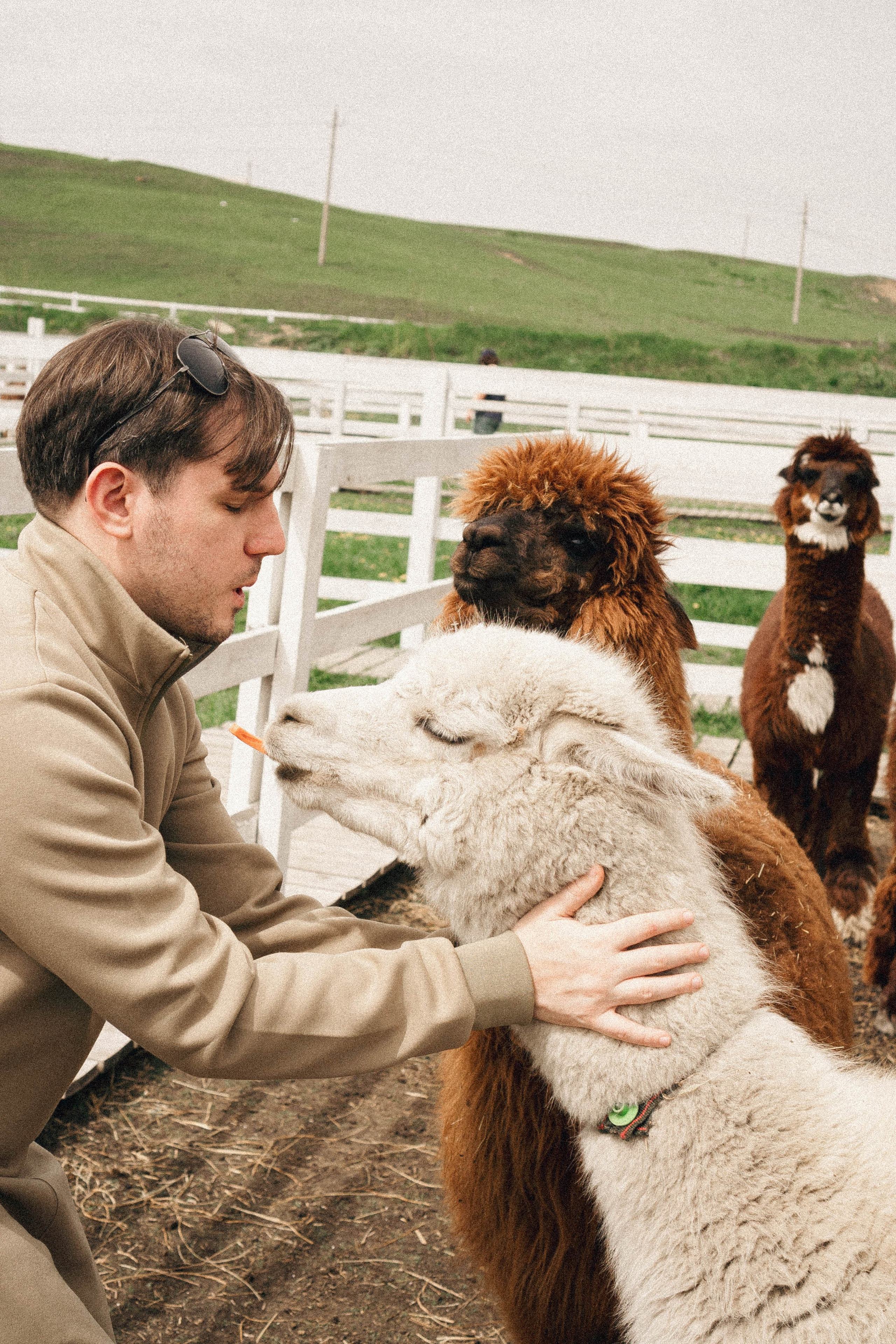 Ферма Альпак. Профессиональный фотограф, Санкт-Петербург — Виктория Богомолова