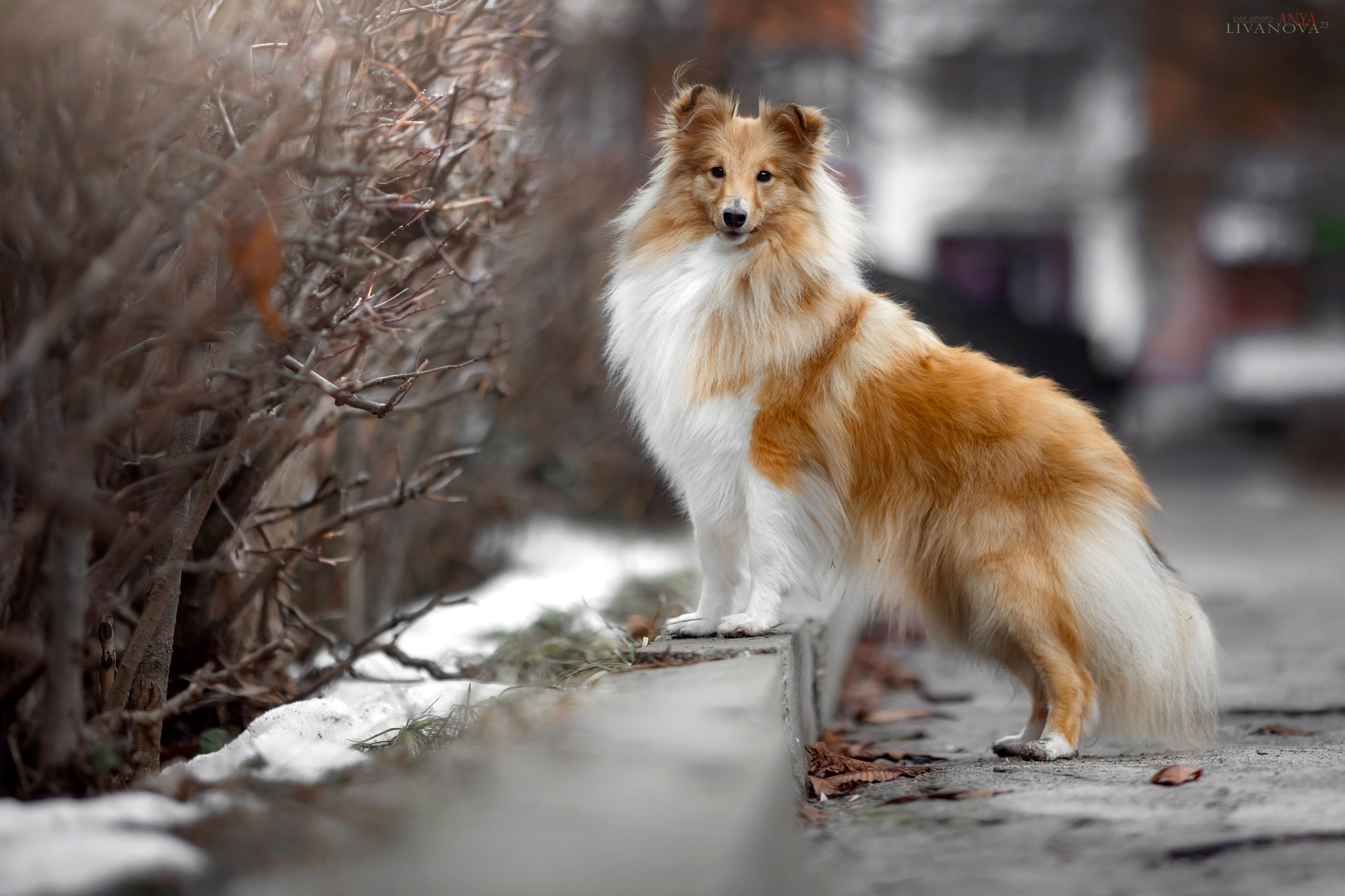 Ника. Фотограф анималист Аня Ливанова | Рыбинск