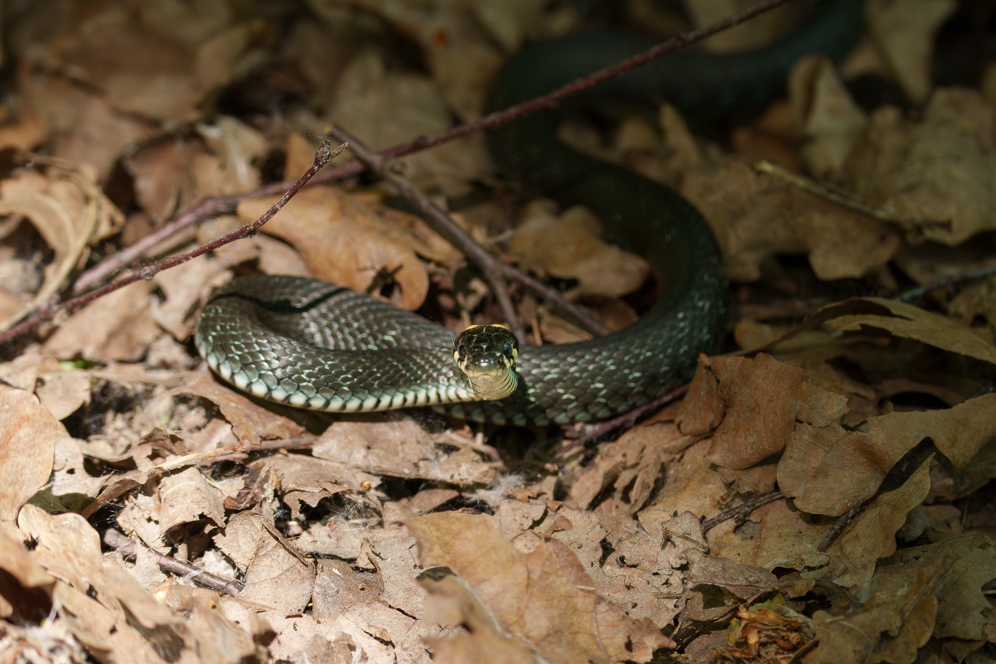 Животные. Ваш личный фотограф Марина Волкова