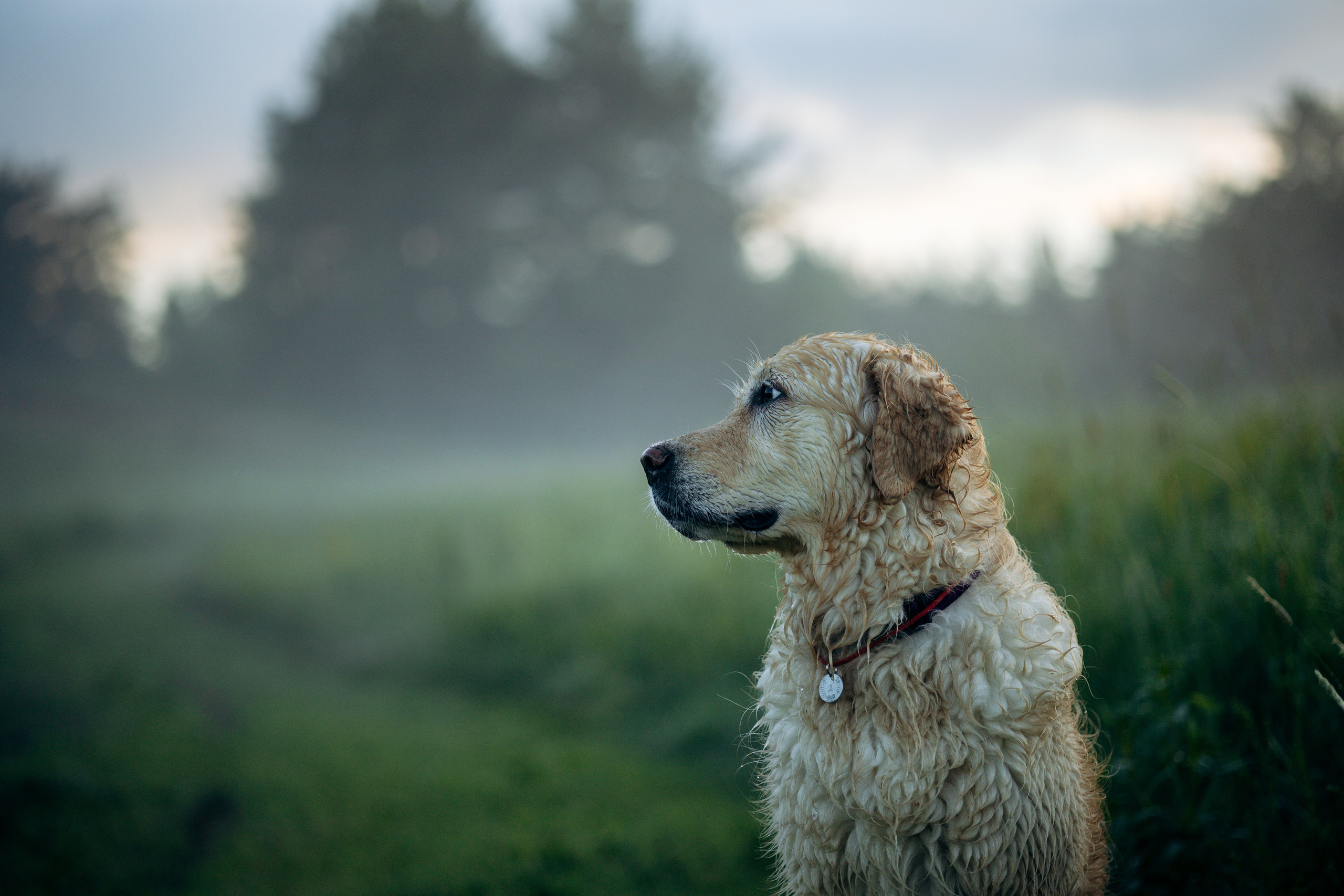 Юля и Руби. Фотограф — Анималист | Санкт-Петербург