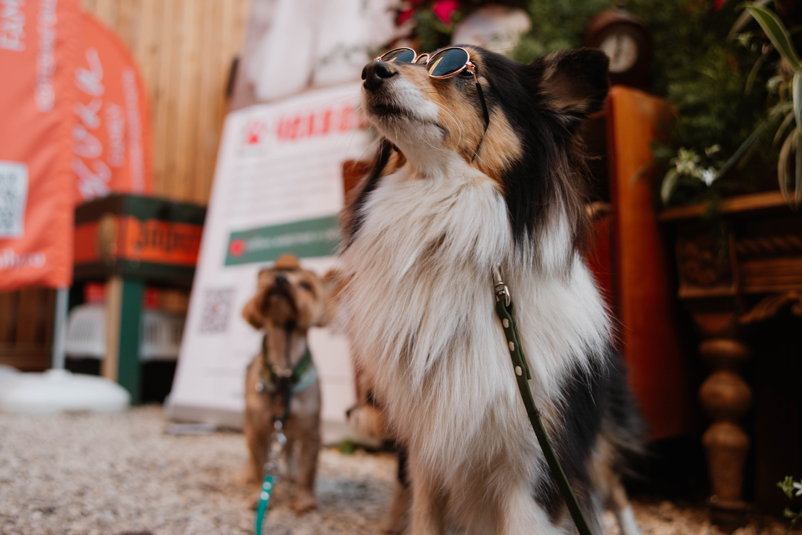 Дог-вечеринка на летнике «Кутёж». Ксения Glossa. Портретный и репортажный фотограф в Самаре