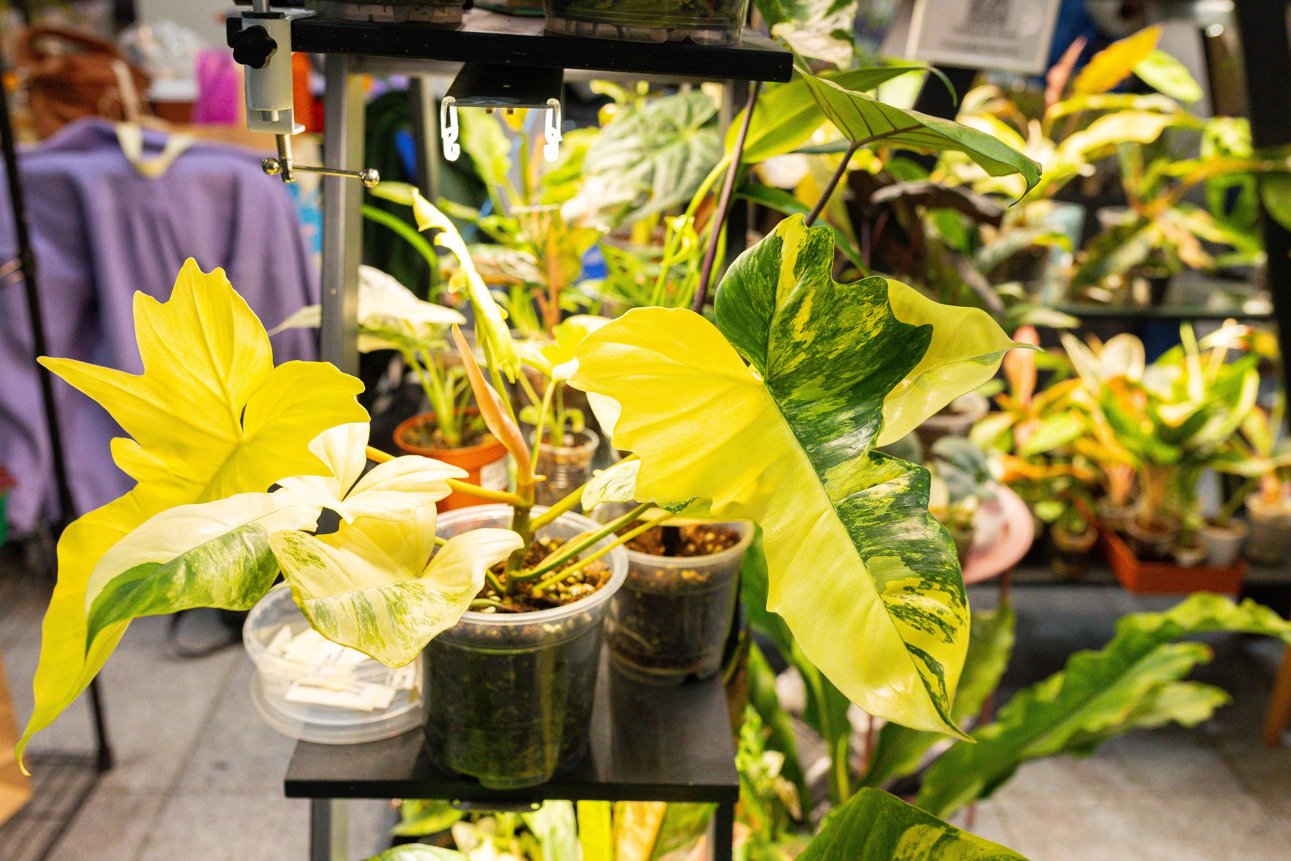 Монстериум 11–12 октября. Александра Куликова фотограф, Москва