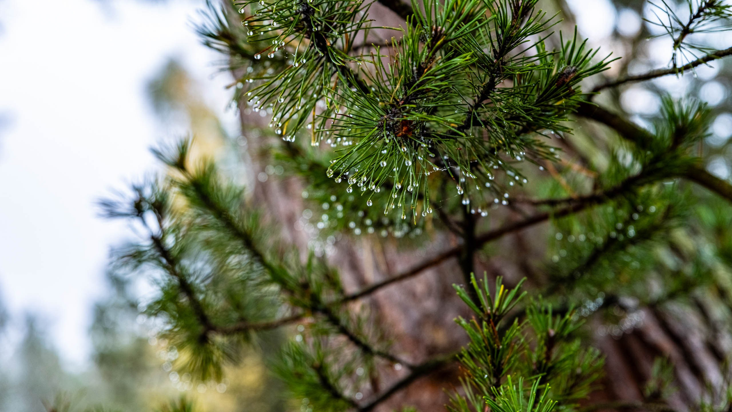 2024 10 Зеленоградск, Светлогорск, Куршская коса. Фотографии